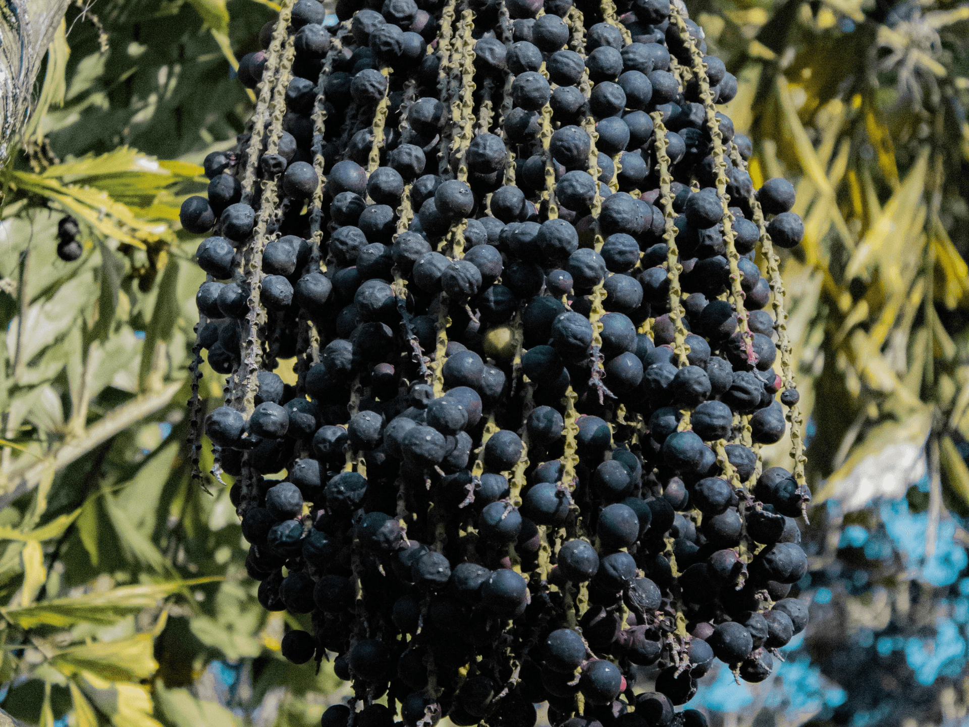 Foto de Açaí (Euterpe oleracea)