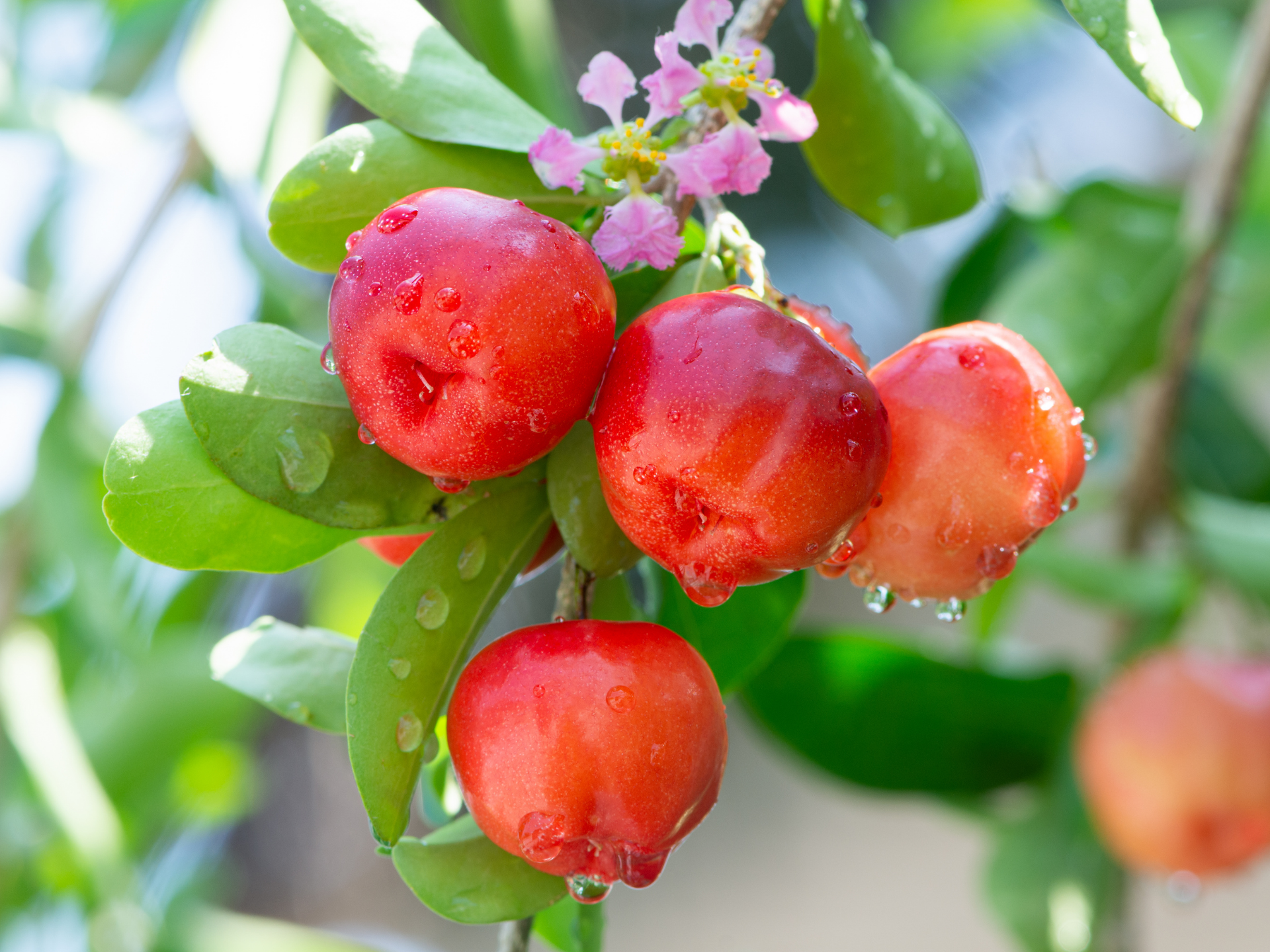 Foto de Acerola (Malpighia emarginata)
