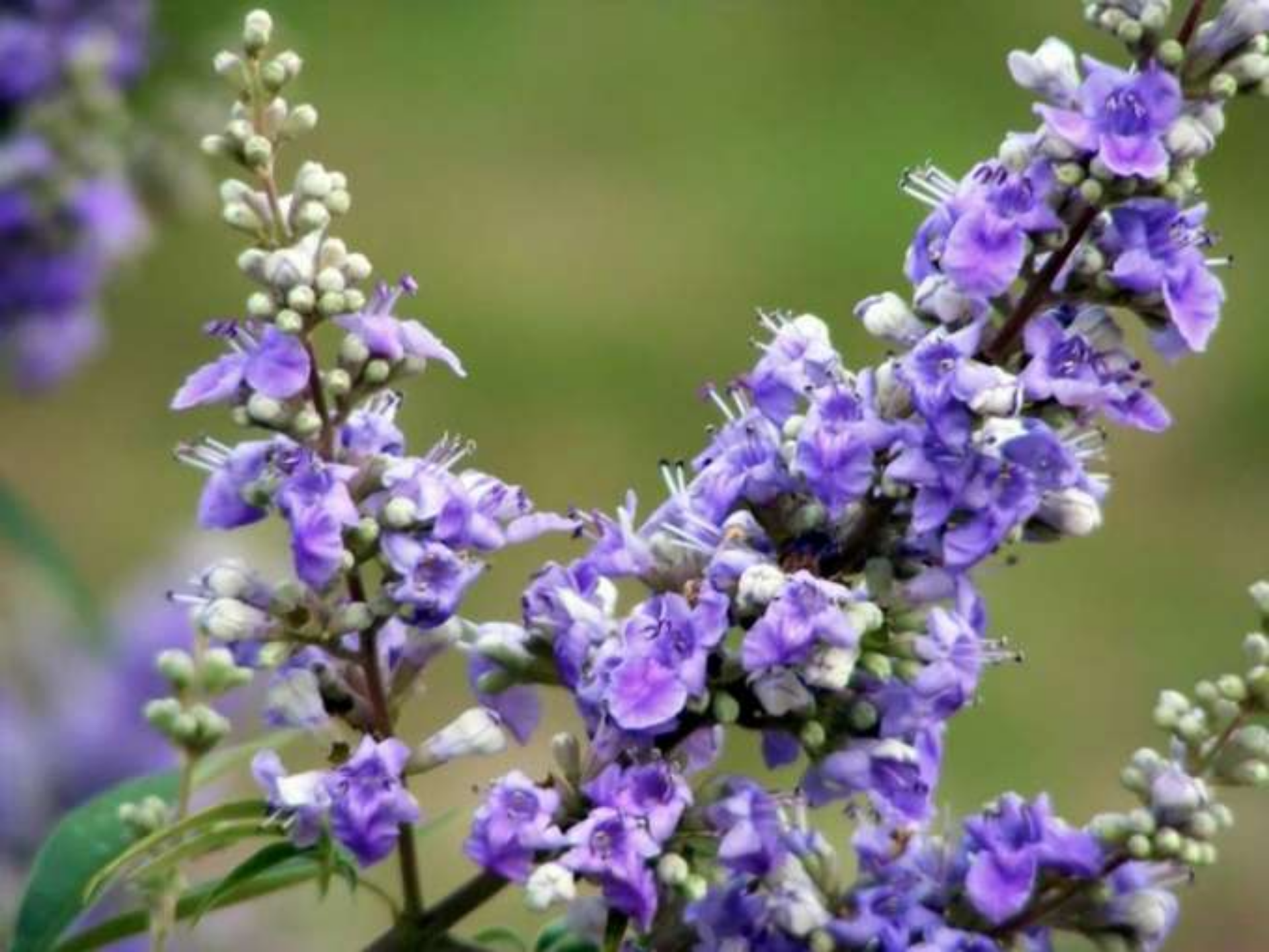 Foto de Agnocasto (Vitex agnus-castus)