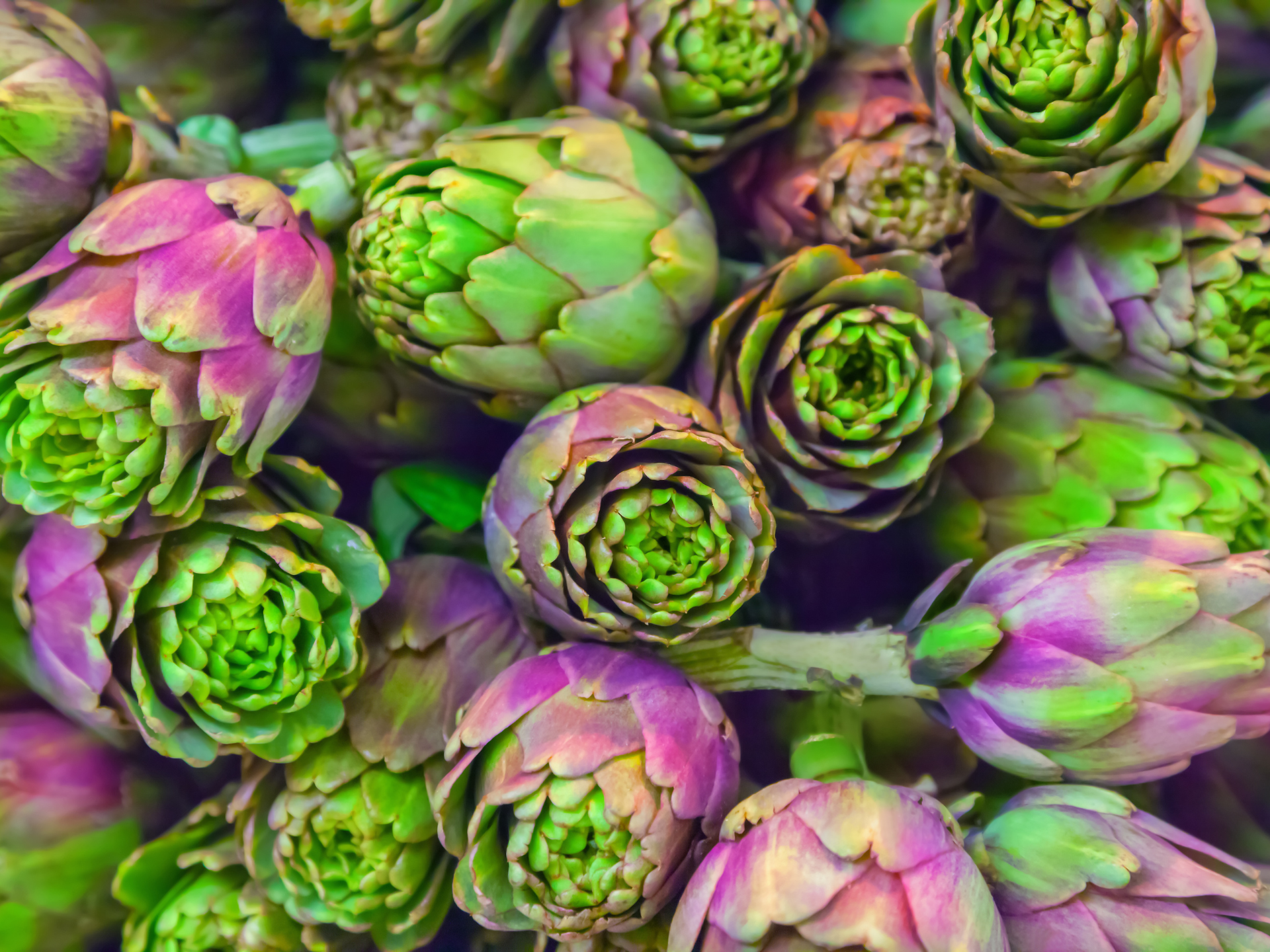 Foto de Alcachofra (Cynara scolymus)