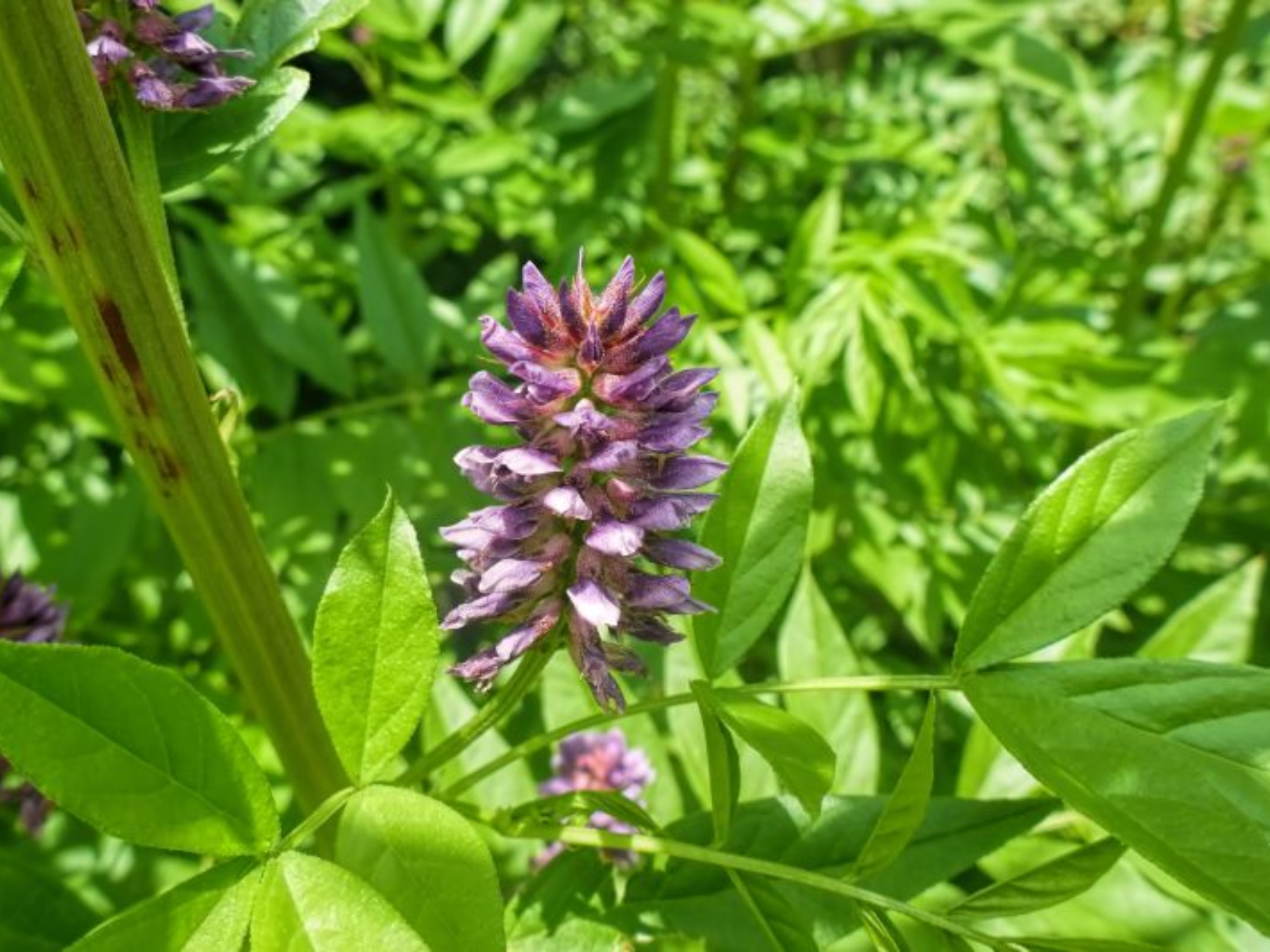Foto de Alcaçuz (Glycyrrhiza glabra)