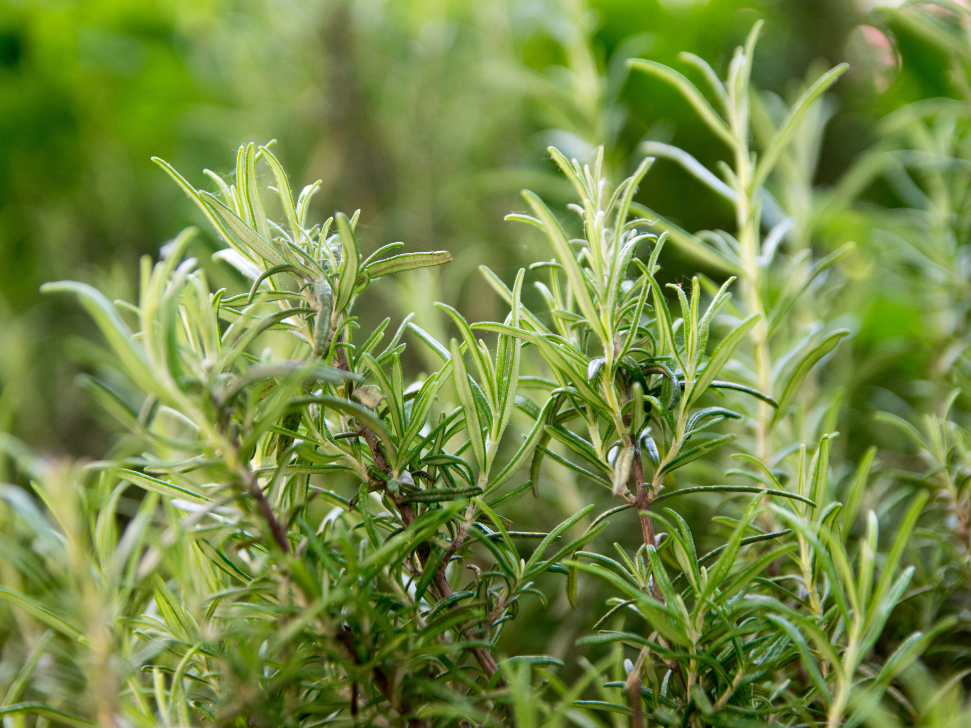 Foto de Alecrim (Rosmarinus officinalis)