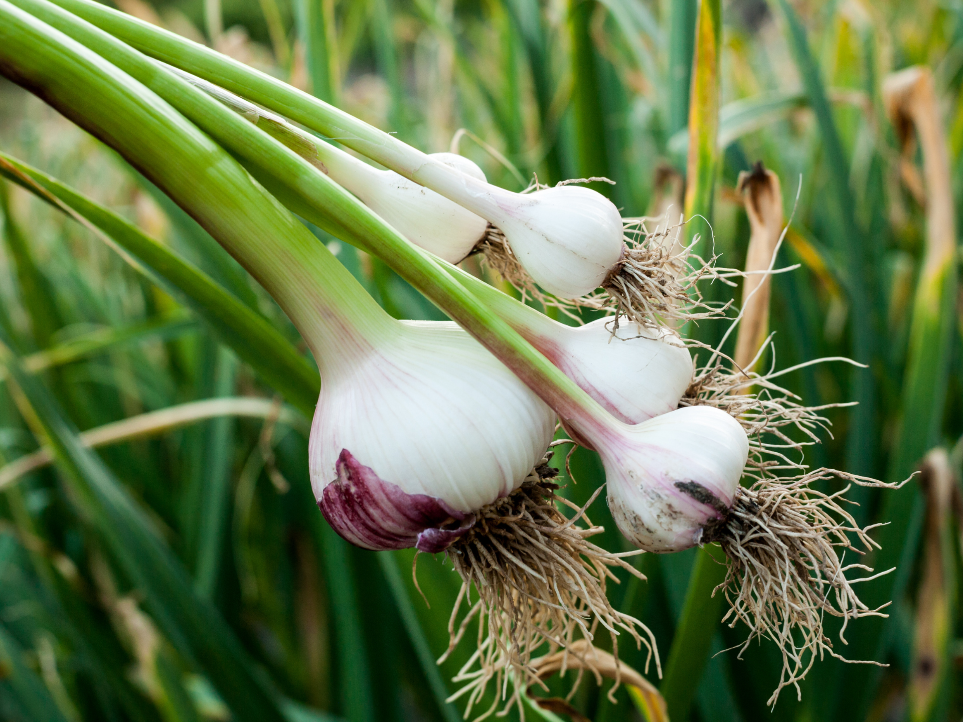 Foto de Alho (Allium sativum)