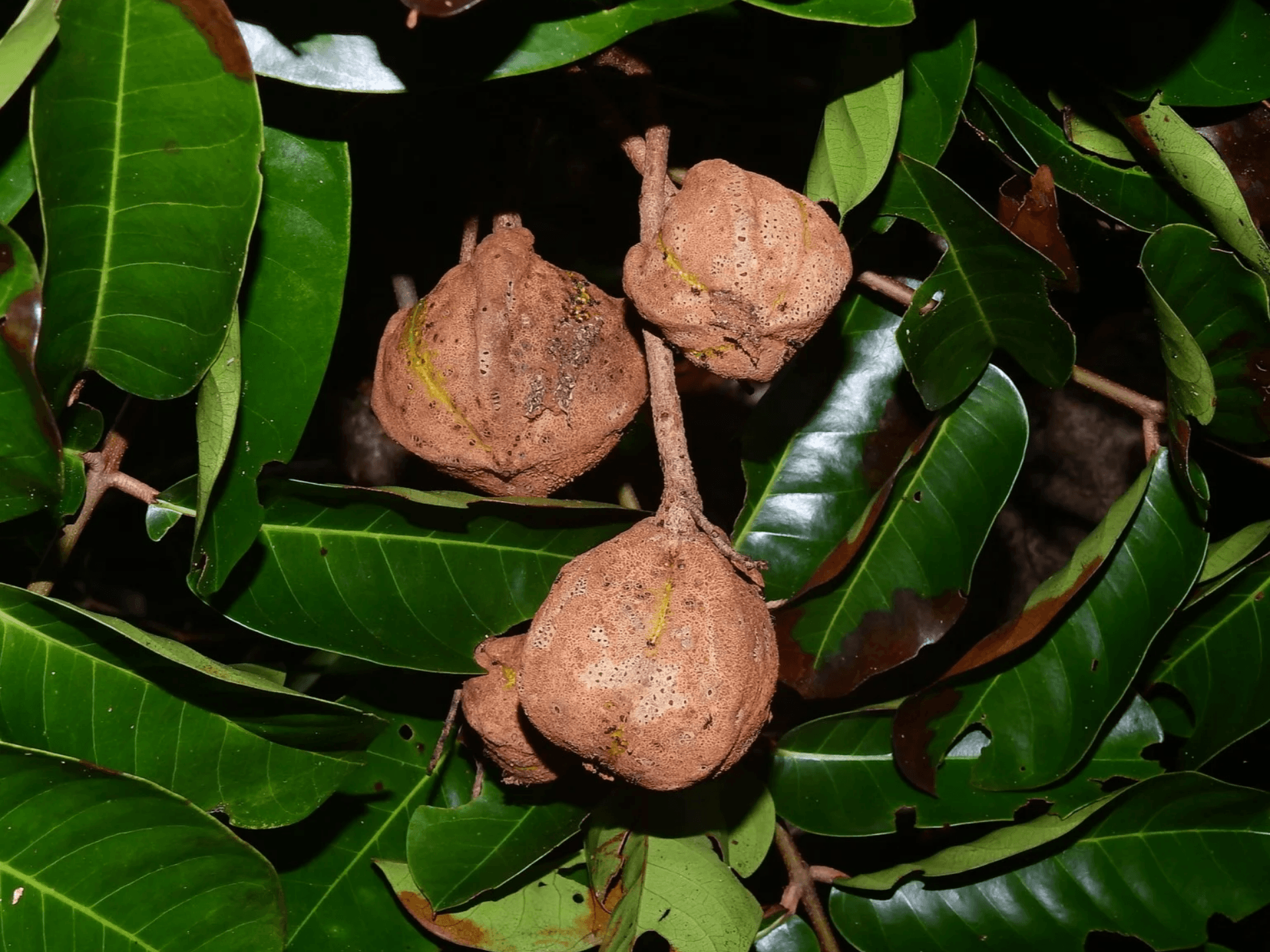 Foto de Andiroba (Carapa guianensis)