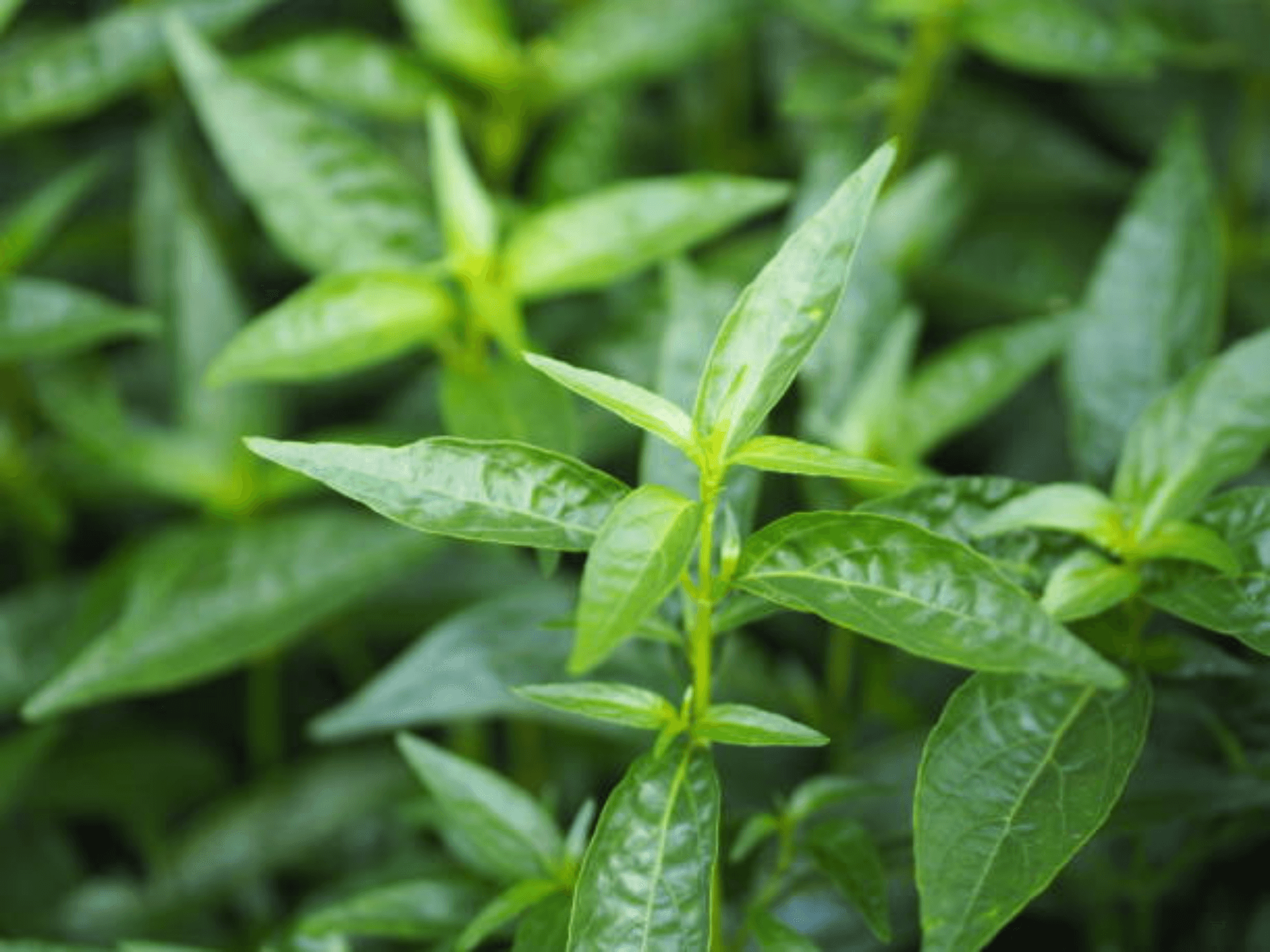 Foto de Andrographis (Andrographis paniculata)
