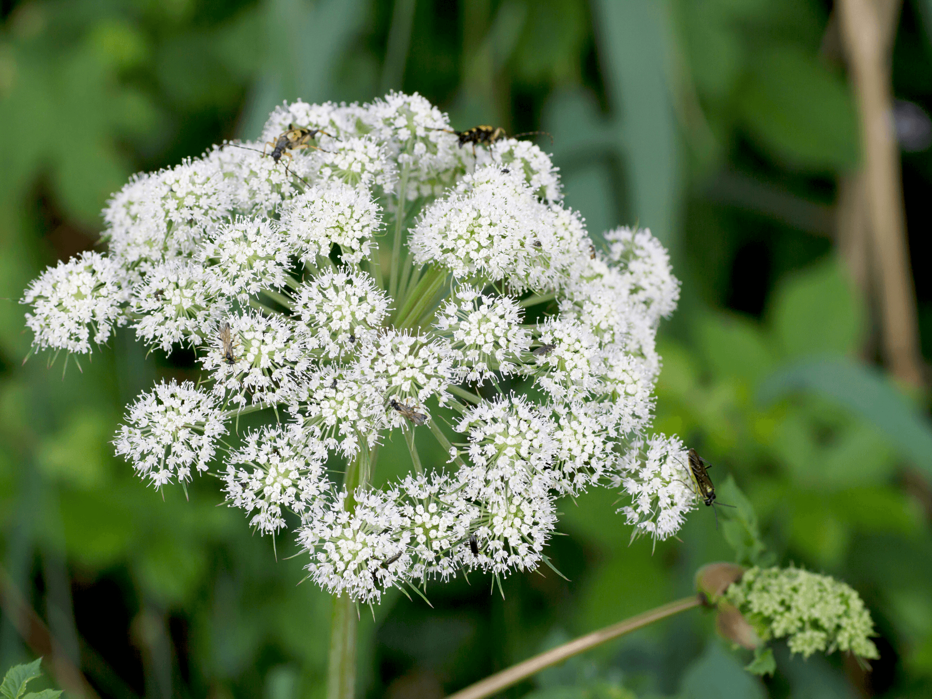 Foto de Angélica (Angelica archangelica)