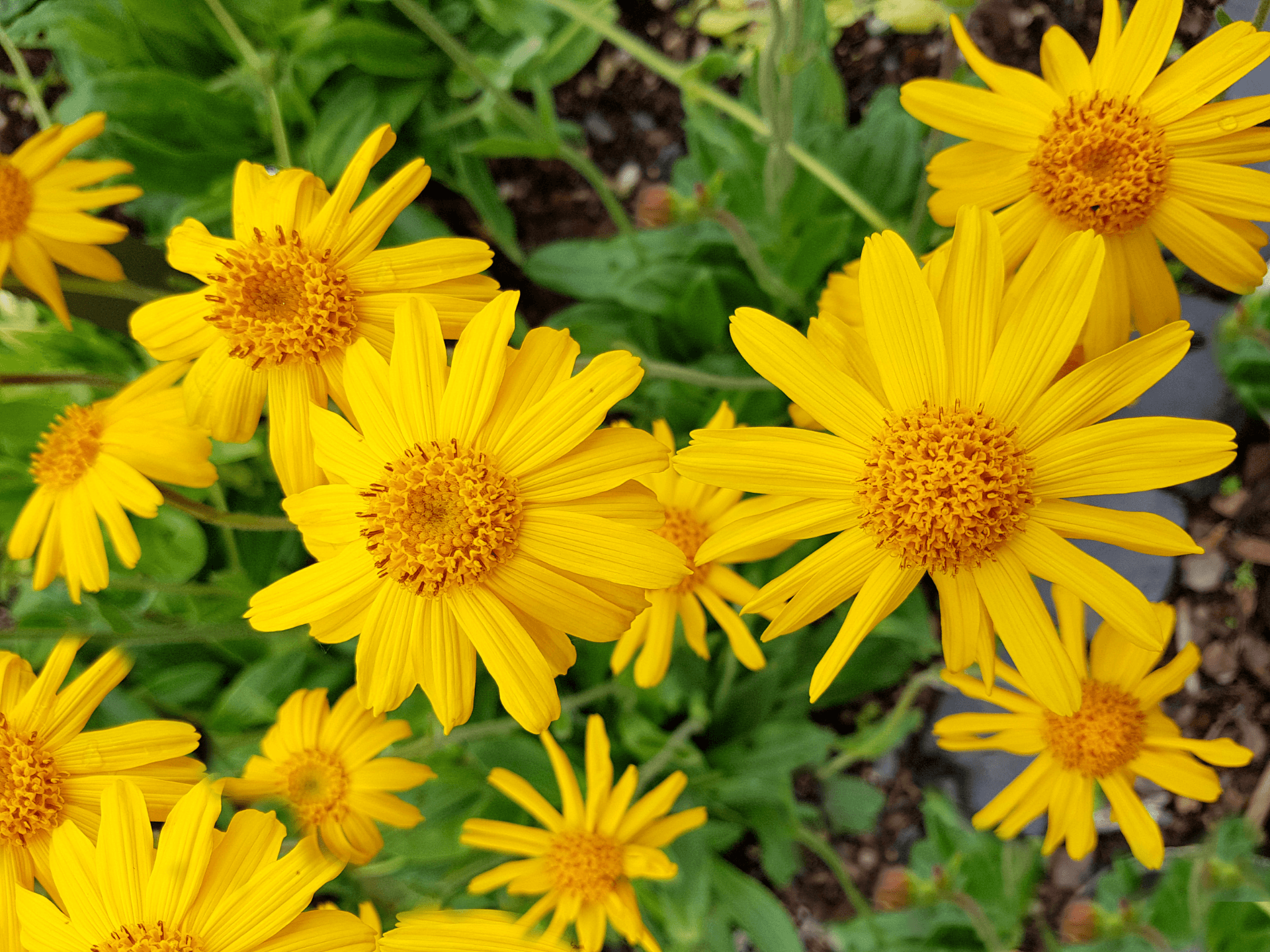 Foto de Arnica (Arnica montana)