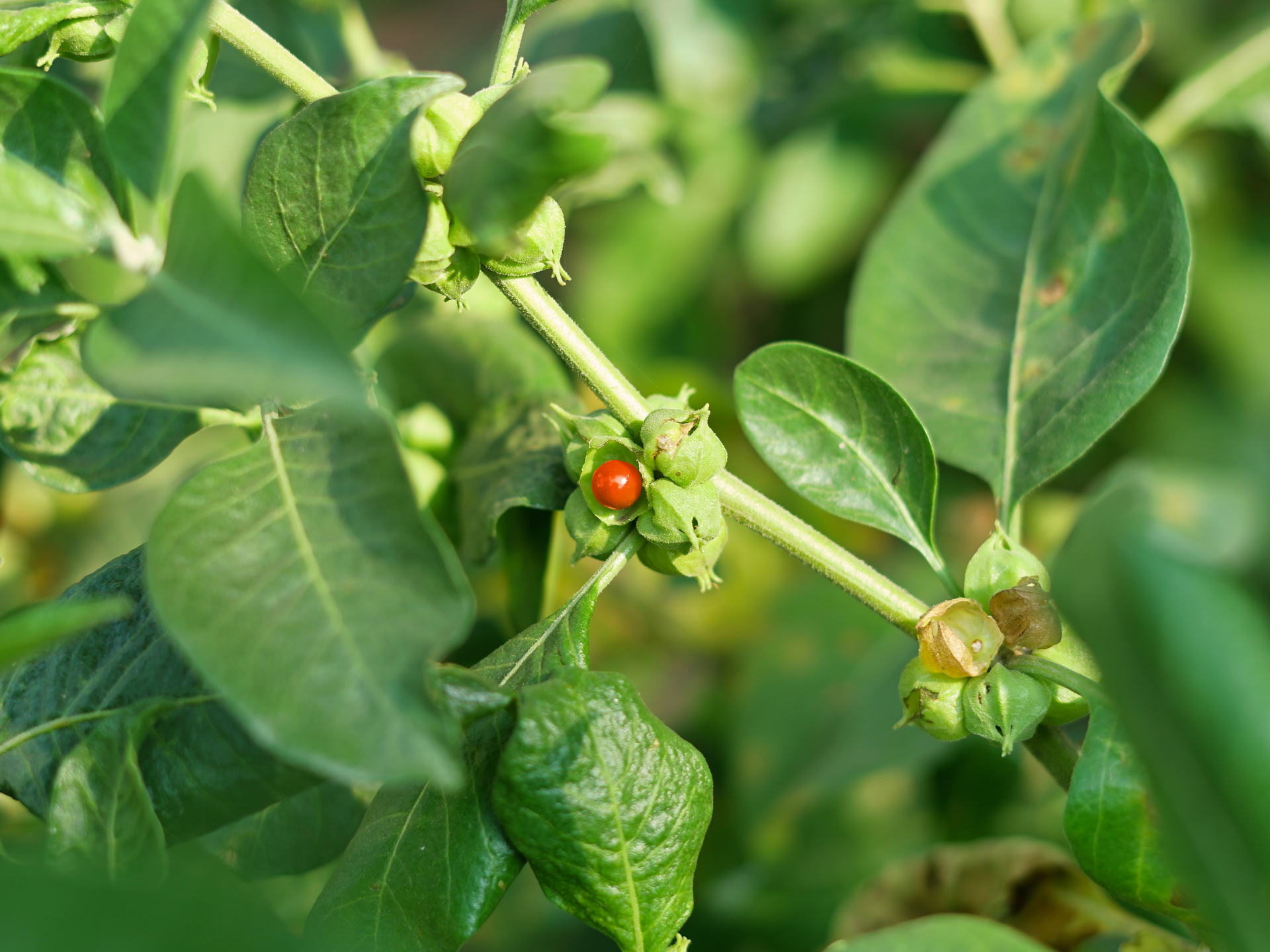 Foto de Ashwagandha (Withania somnifera)
