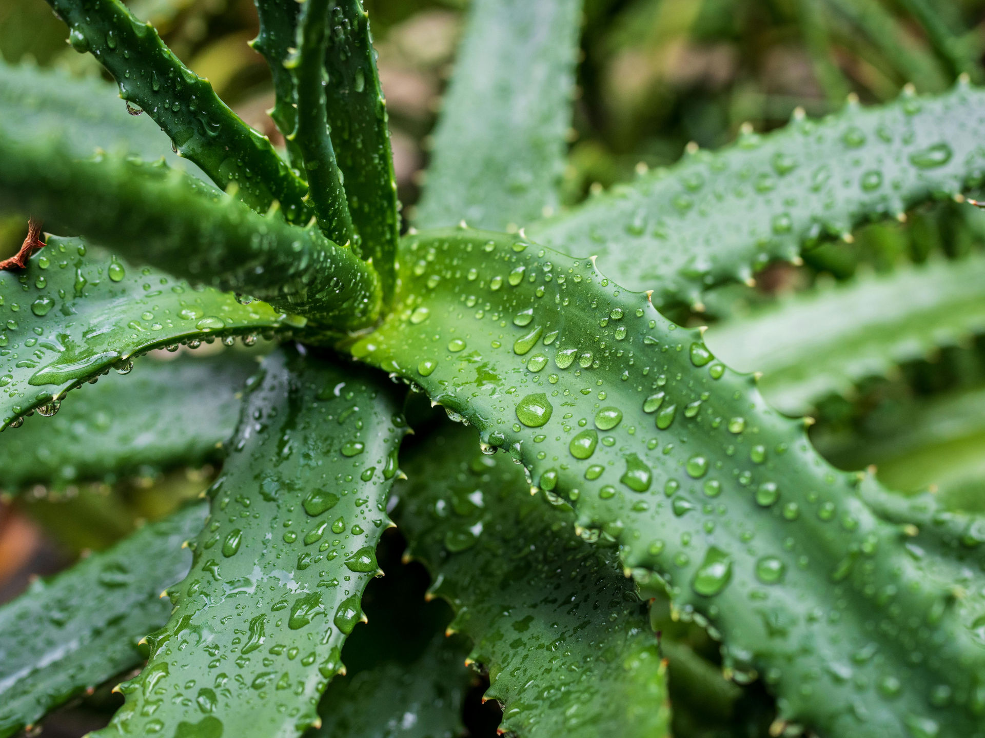 Foto de Babosa (Aloe vera)