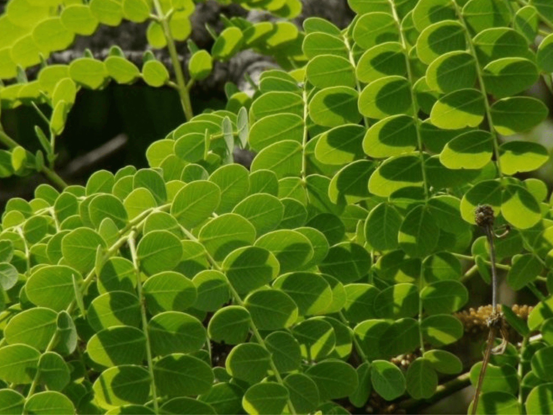 Foto de Barbatimão (Stryphnodendron adstringens)