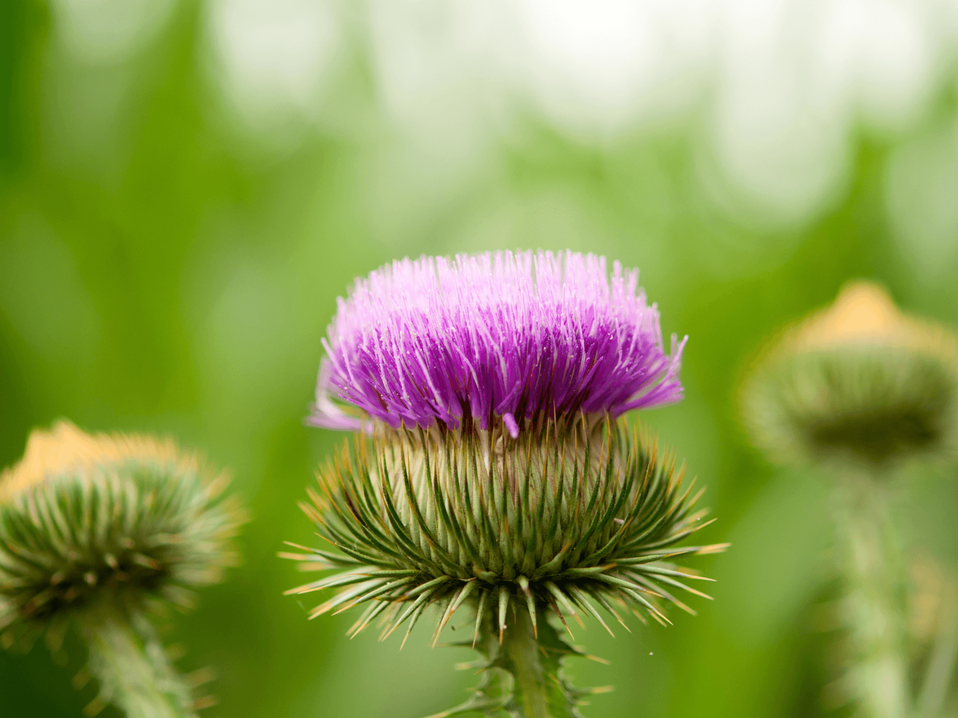 Foto de Bardana (Arctium lappa)