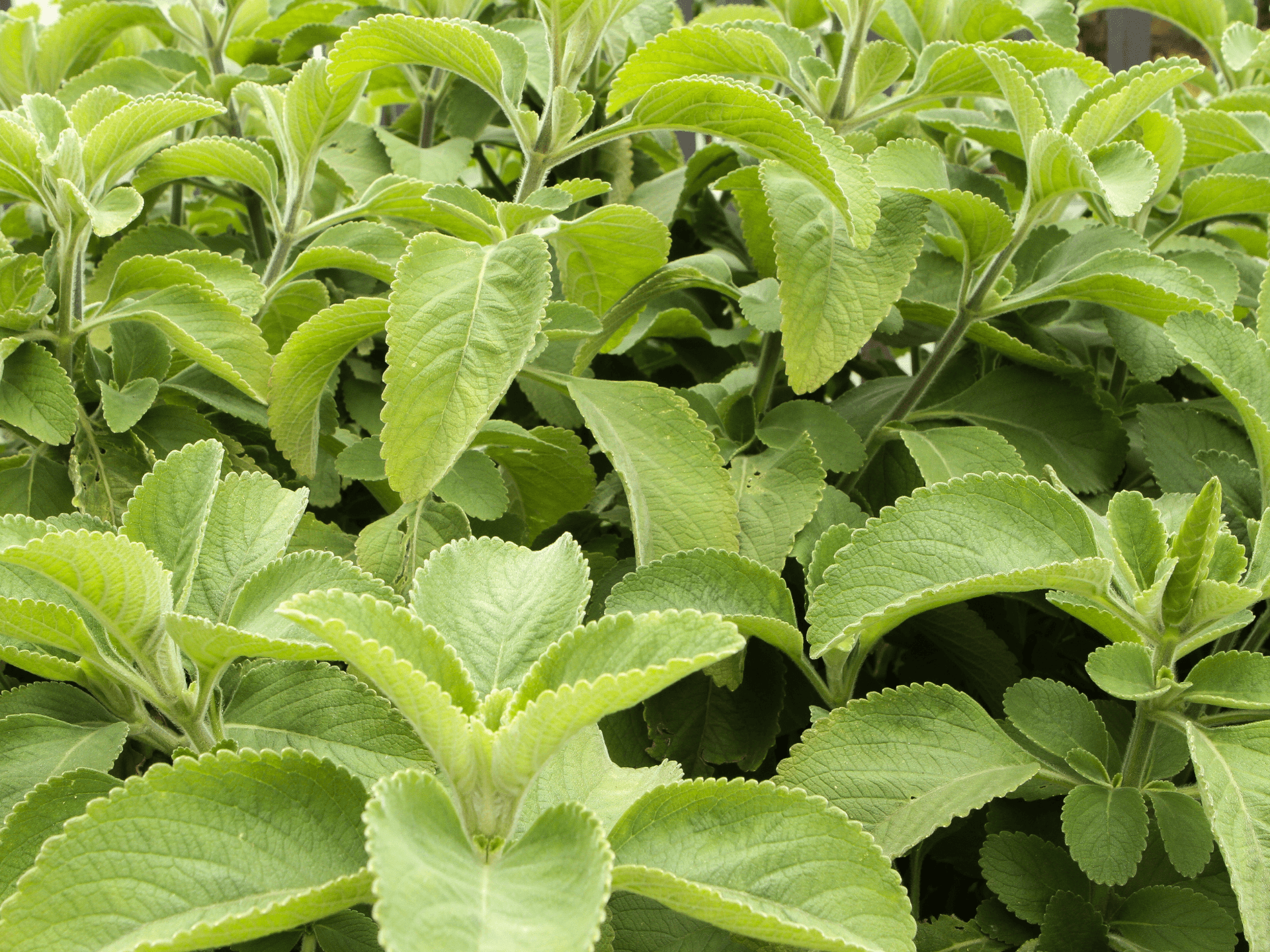 Foto de Boldo-do-jardim (Plectranthus ornatus)