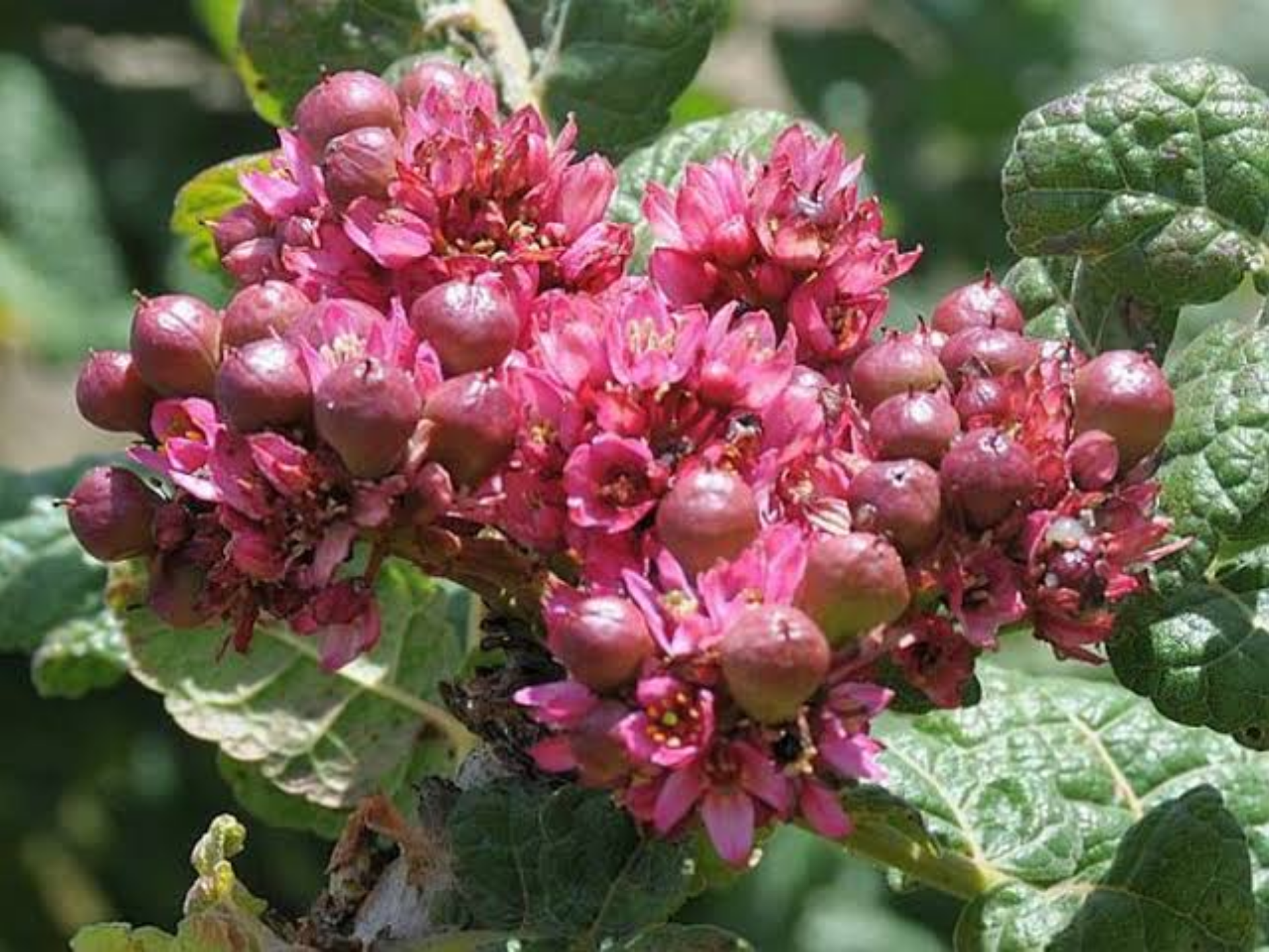 Foto de Boswellia (Boswellia serrata)