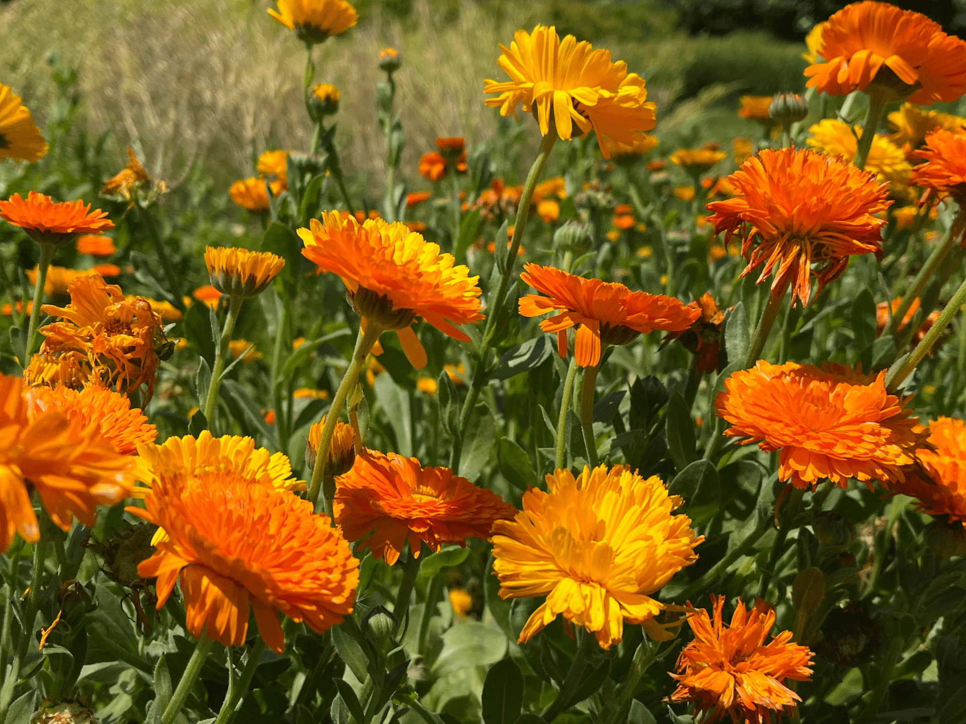 Foto de Calêndula (Calendula officinalis)