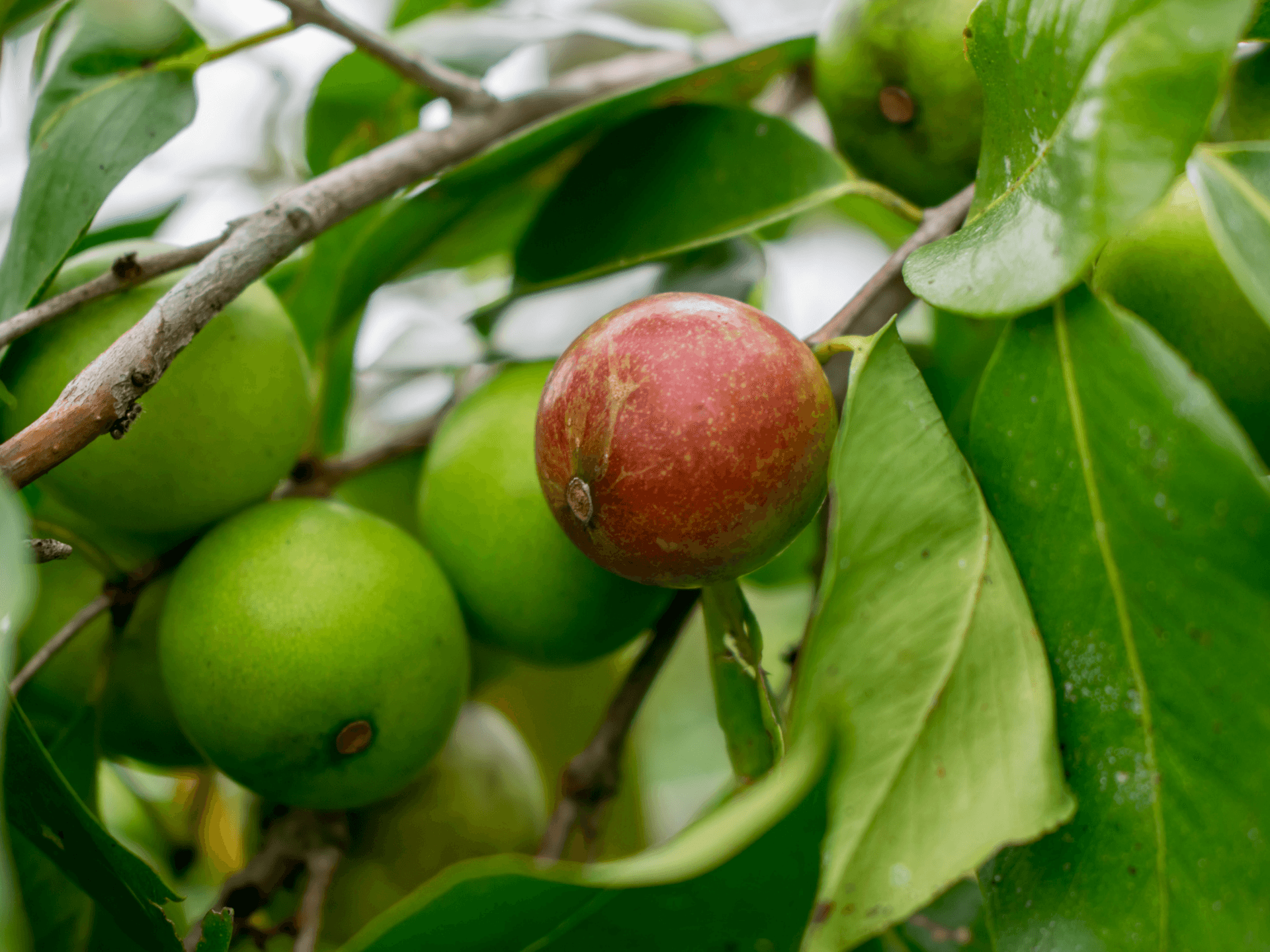 Foto de Camu-camu (Myrciaria dubia)