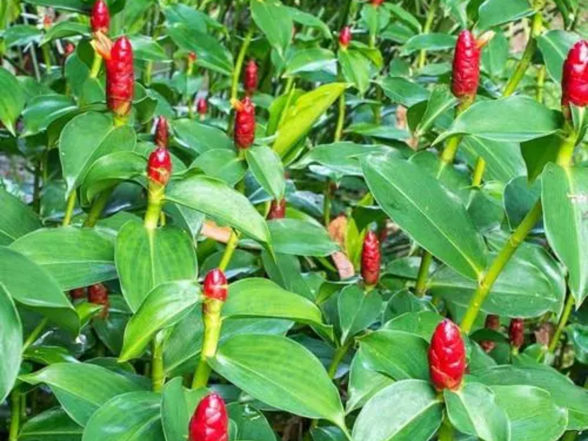 Foto de Cana-do-brejo (Costus spicatus)