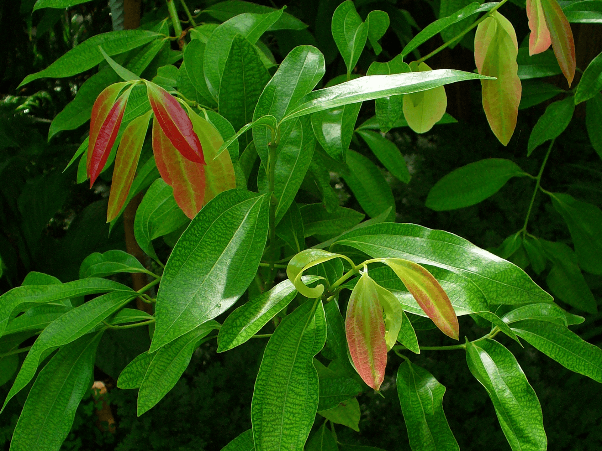 Foto de Canela (Cinnamomum verum)