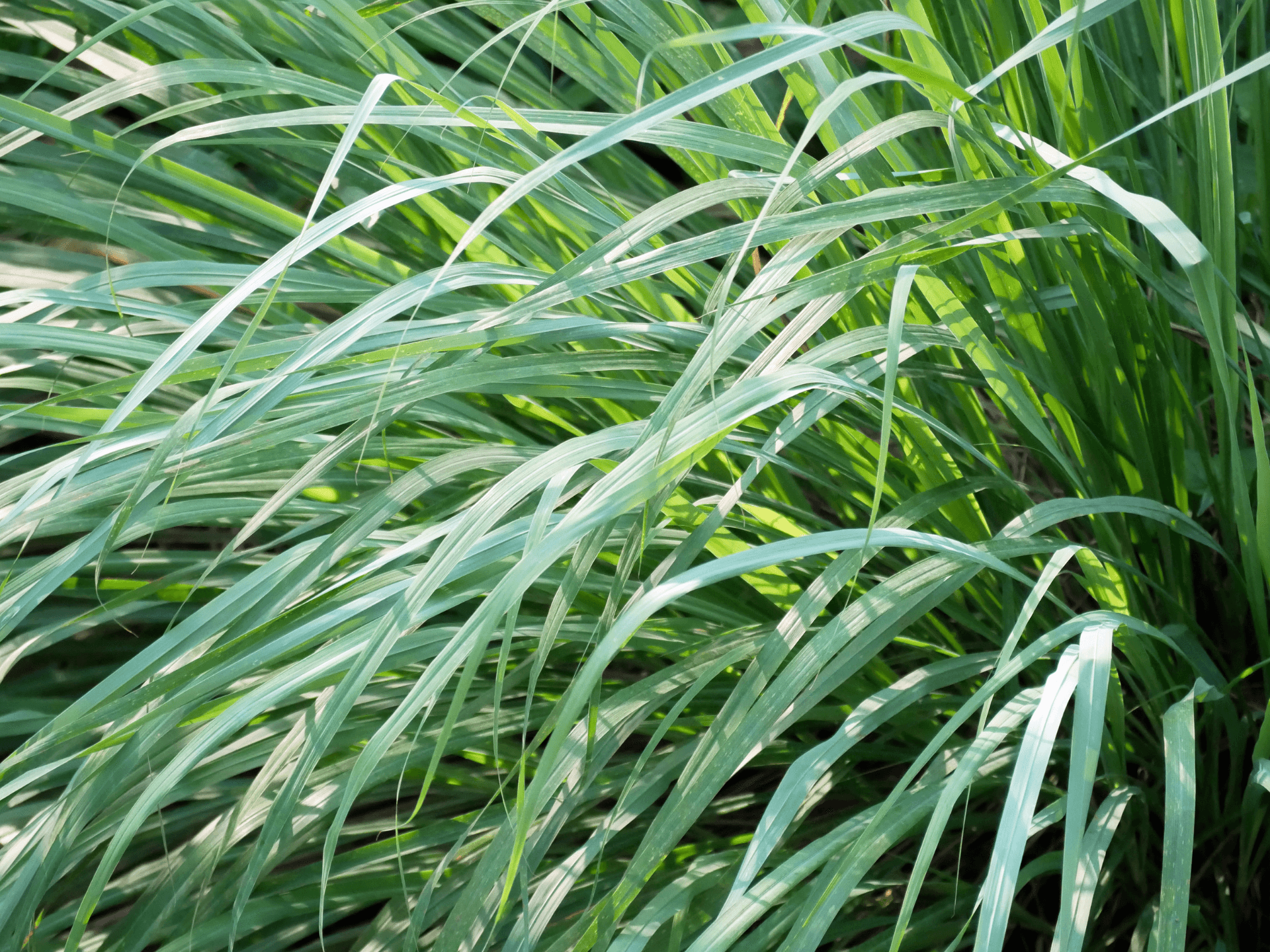 Foto de Capim-limão (Cymbopogon citratus)