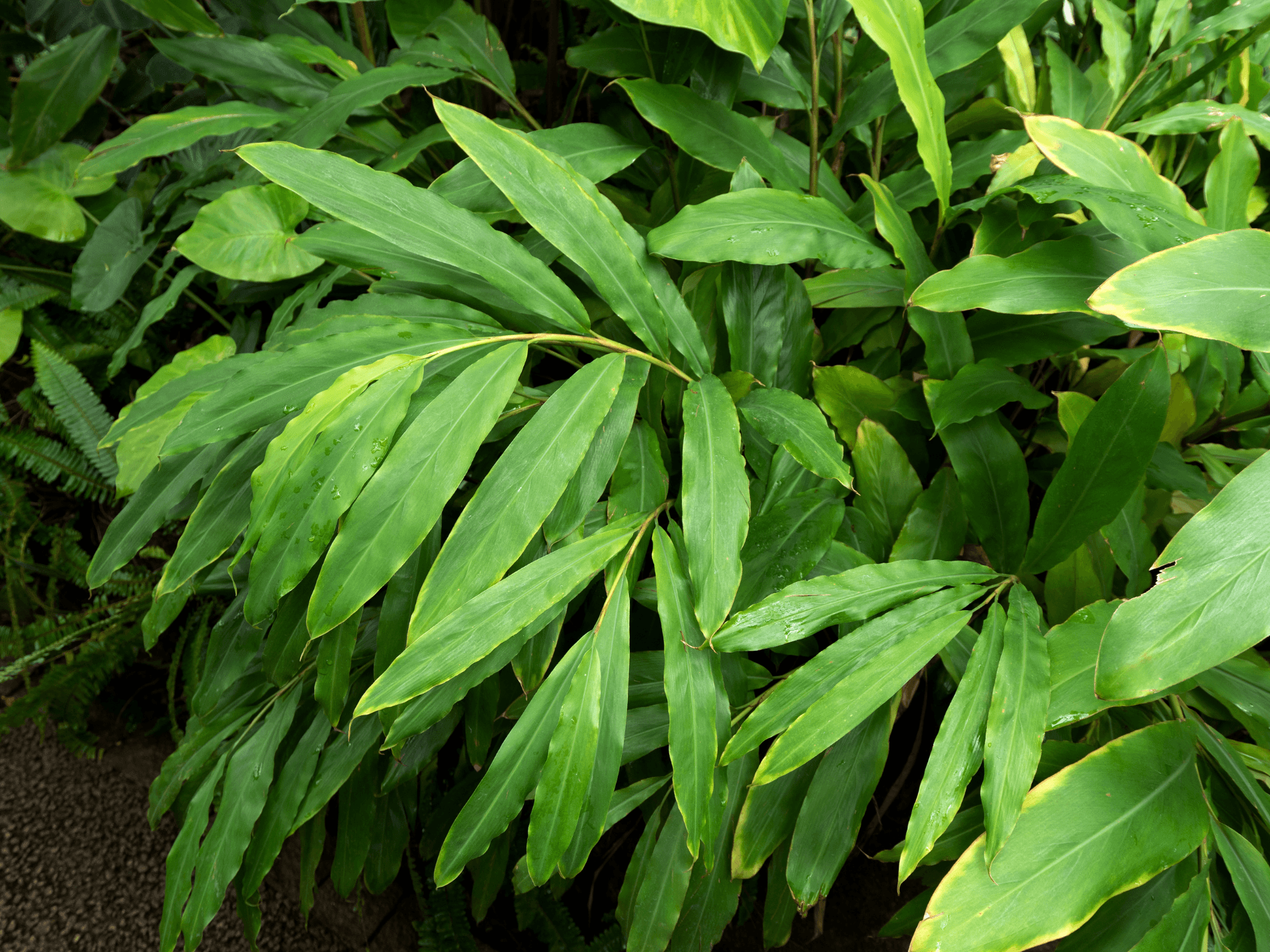 Foto de Cardamomo (Elettaria cardamomum)