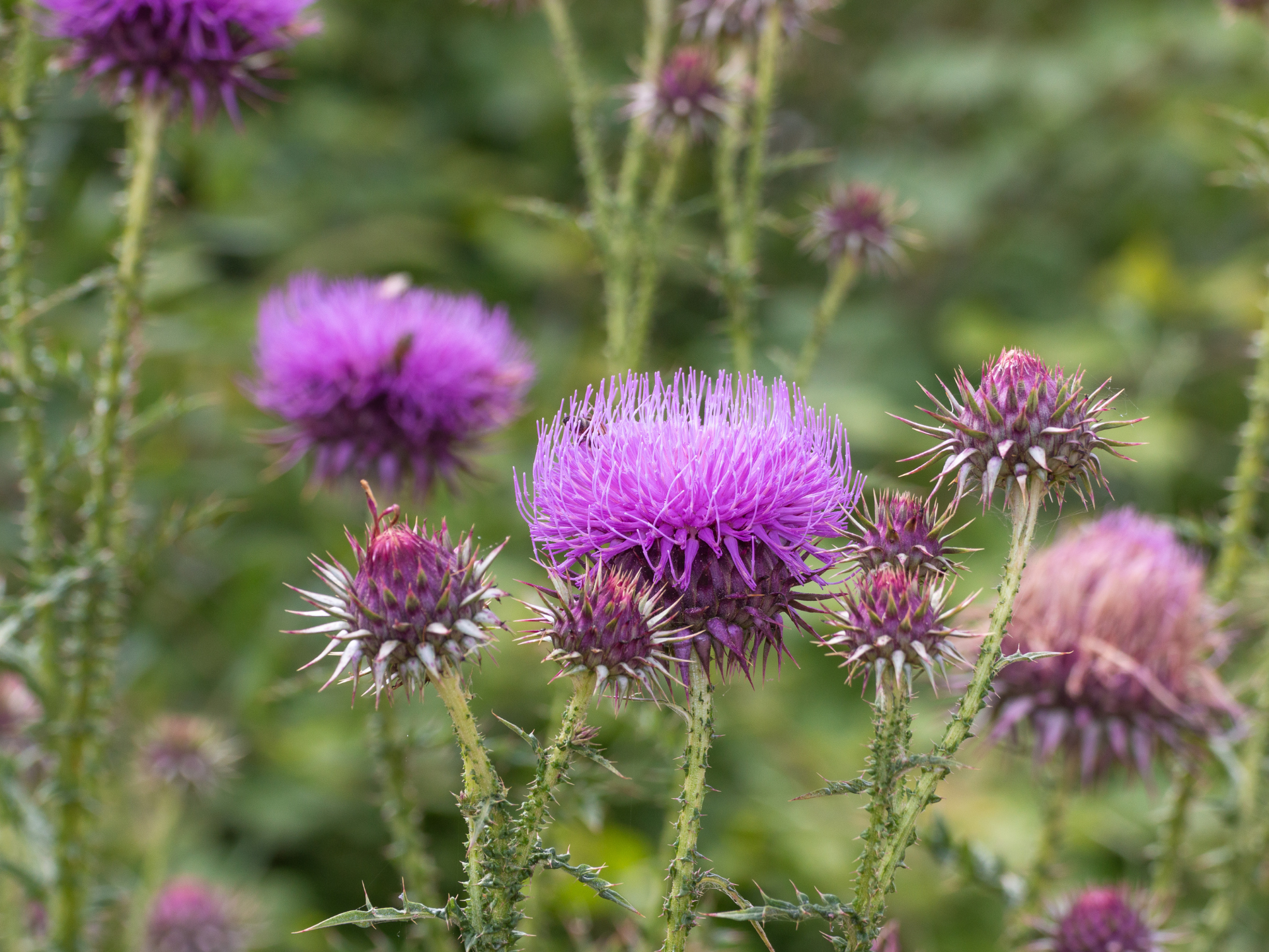 Foto de Cardo-mariano (Silybum marianum)