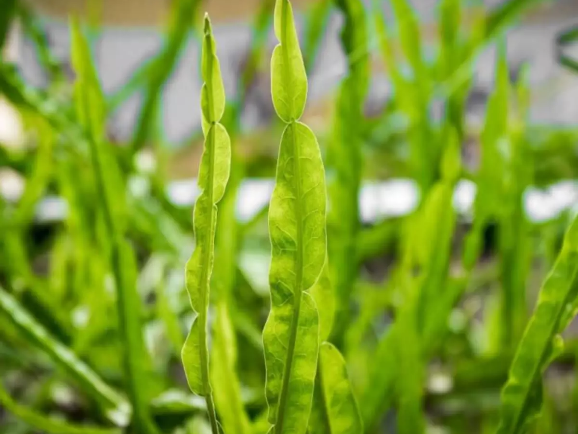 Foto de Carqueja (Baccharis trimera)