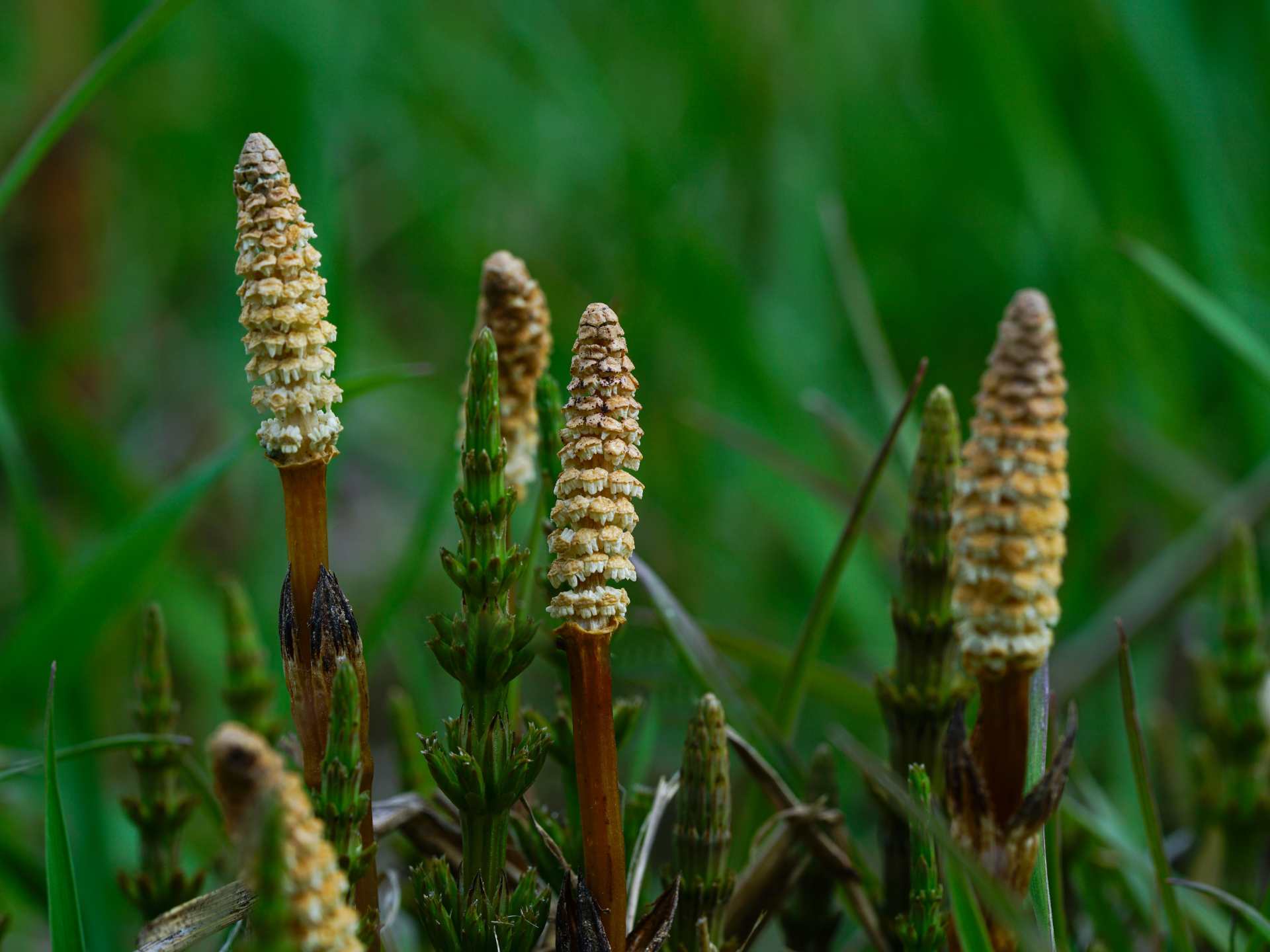 Foto de Cavalinha (Equisetum arvense)
