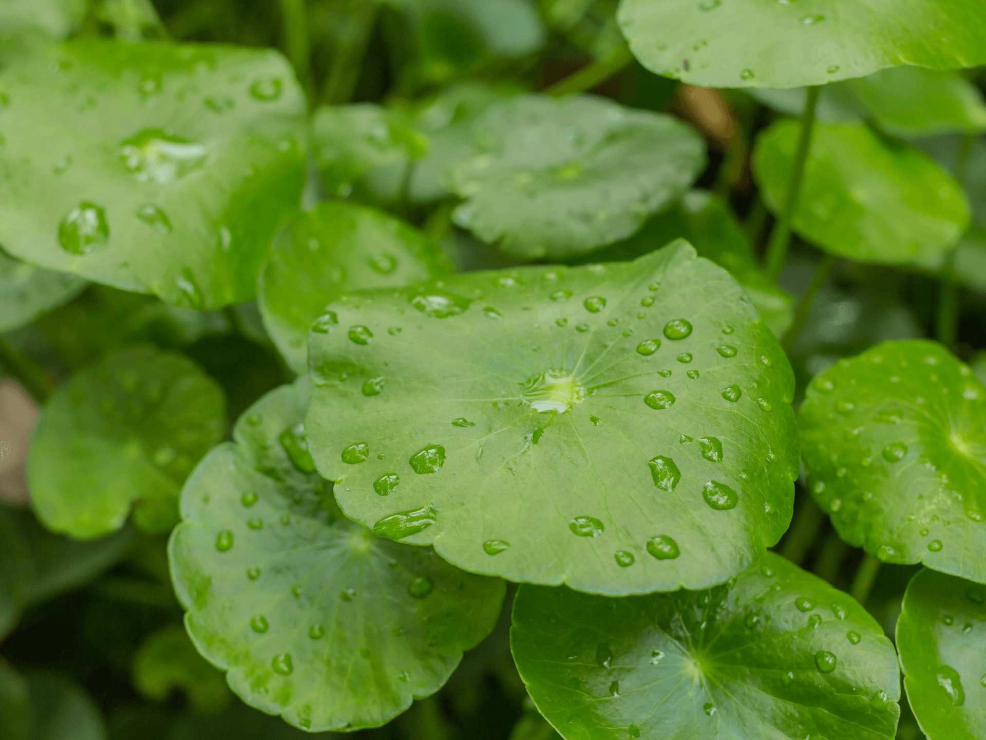 Foto de Centela-asiática (Centella asiatica)