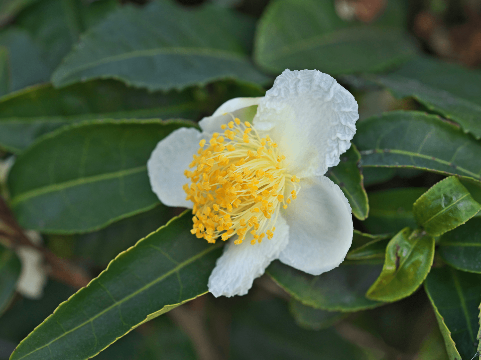 Foto de Chá-oolong (Camellia sinensis)