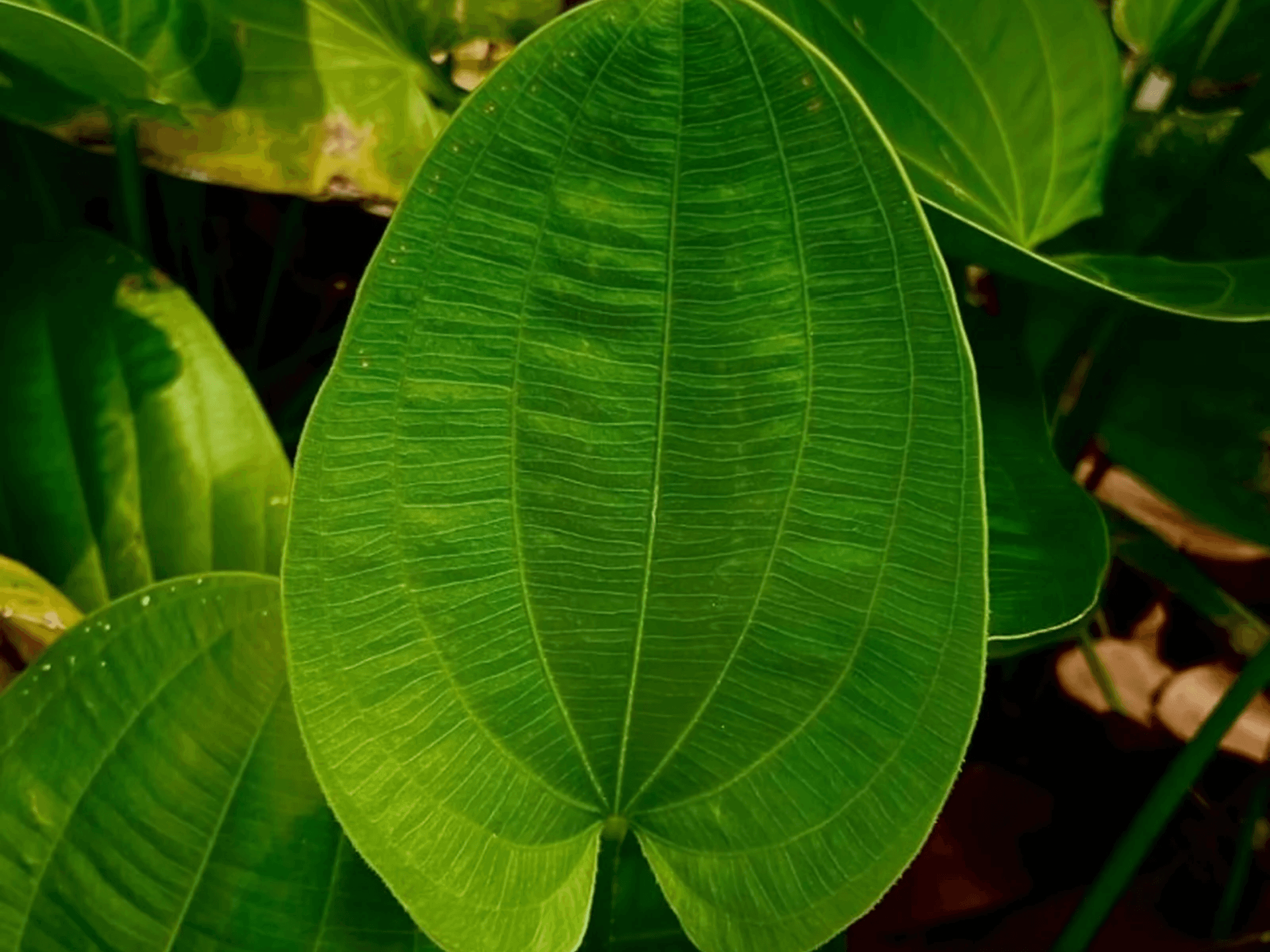 Foto de Chapéu-de-couro (Echinodorus macrophyllus)