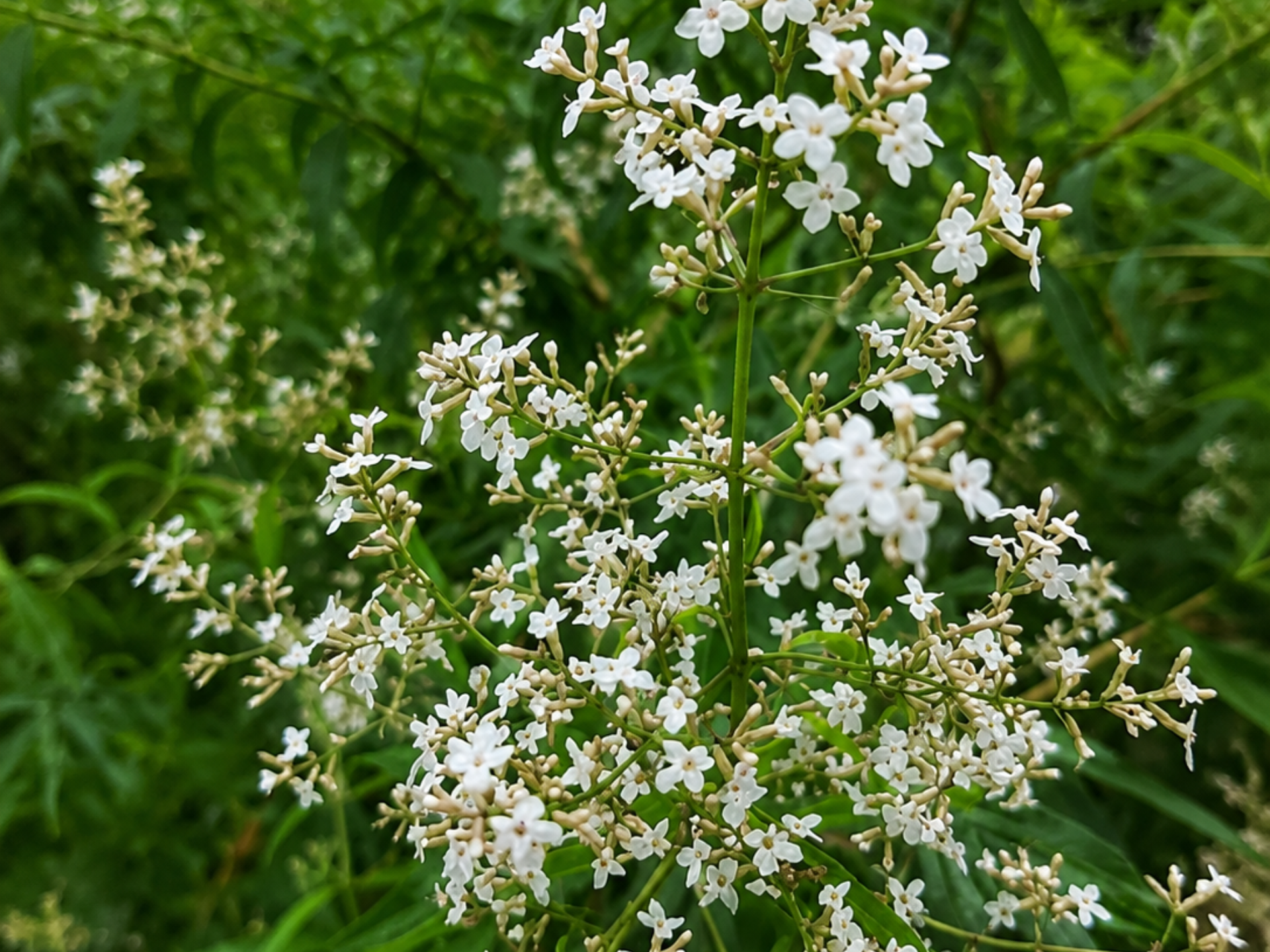 Foto de Cidró (Aloysia citriodora (sin. Aloysia triphylla))