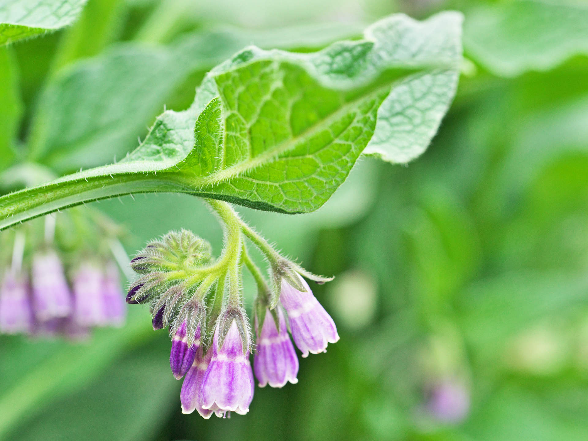 Foto de Confrei (Symphytum officinale)