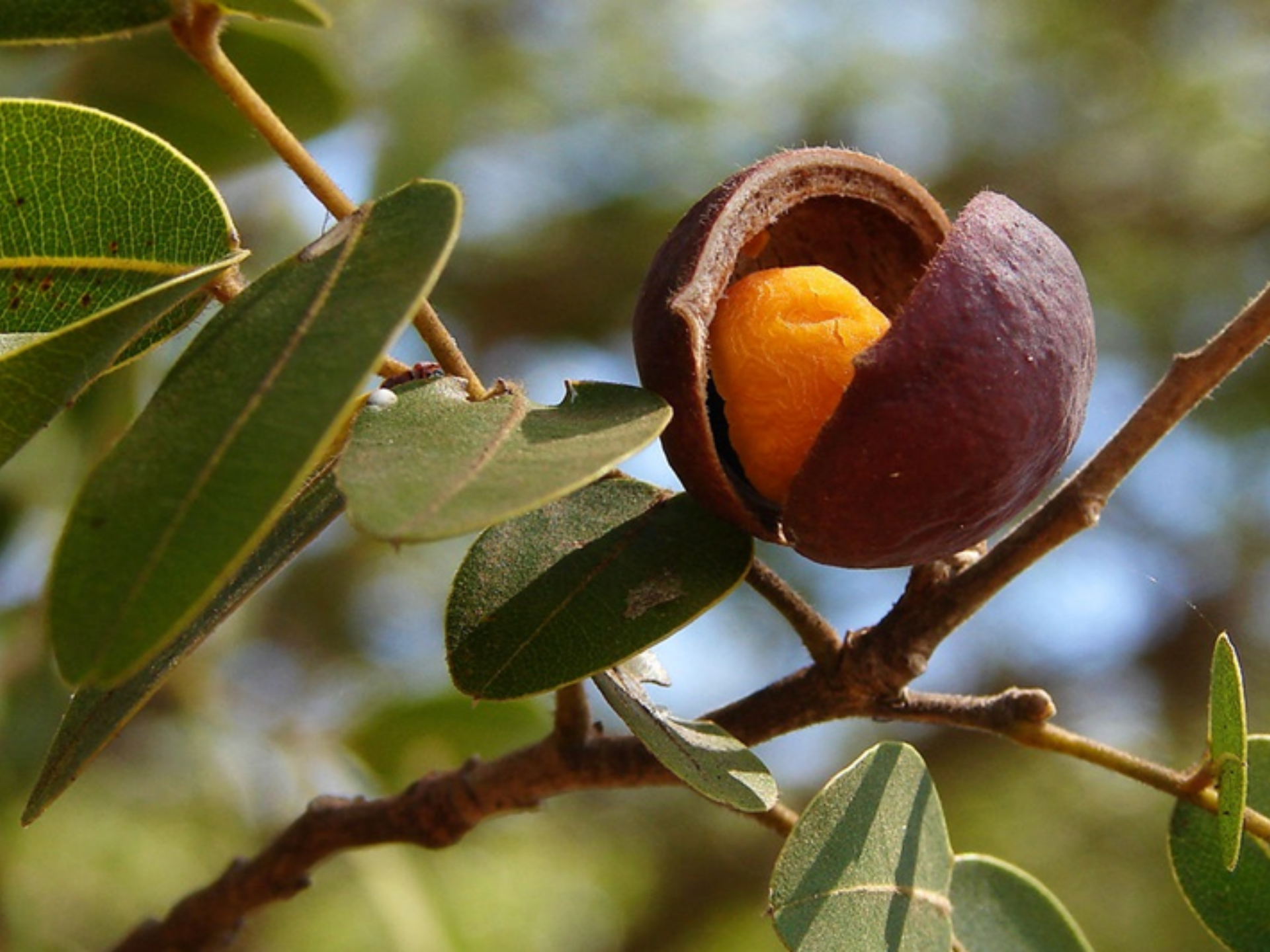 Foto de Copaíba (Copaifera officinalis)