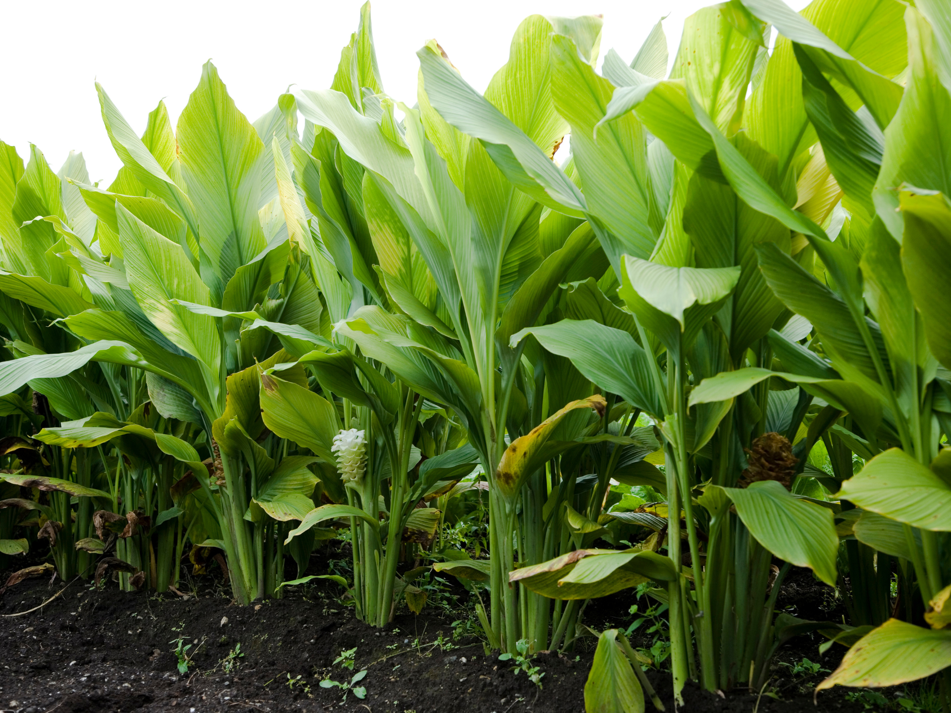 Foto de Cúrcuma (Curcuma longa)