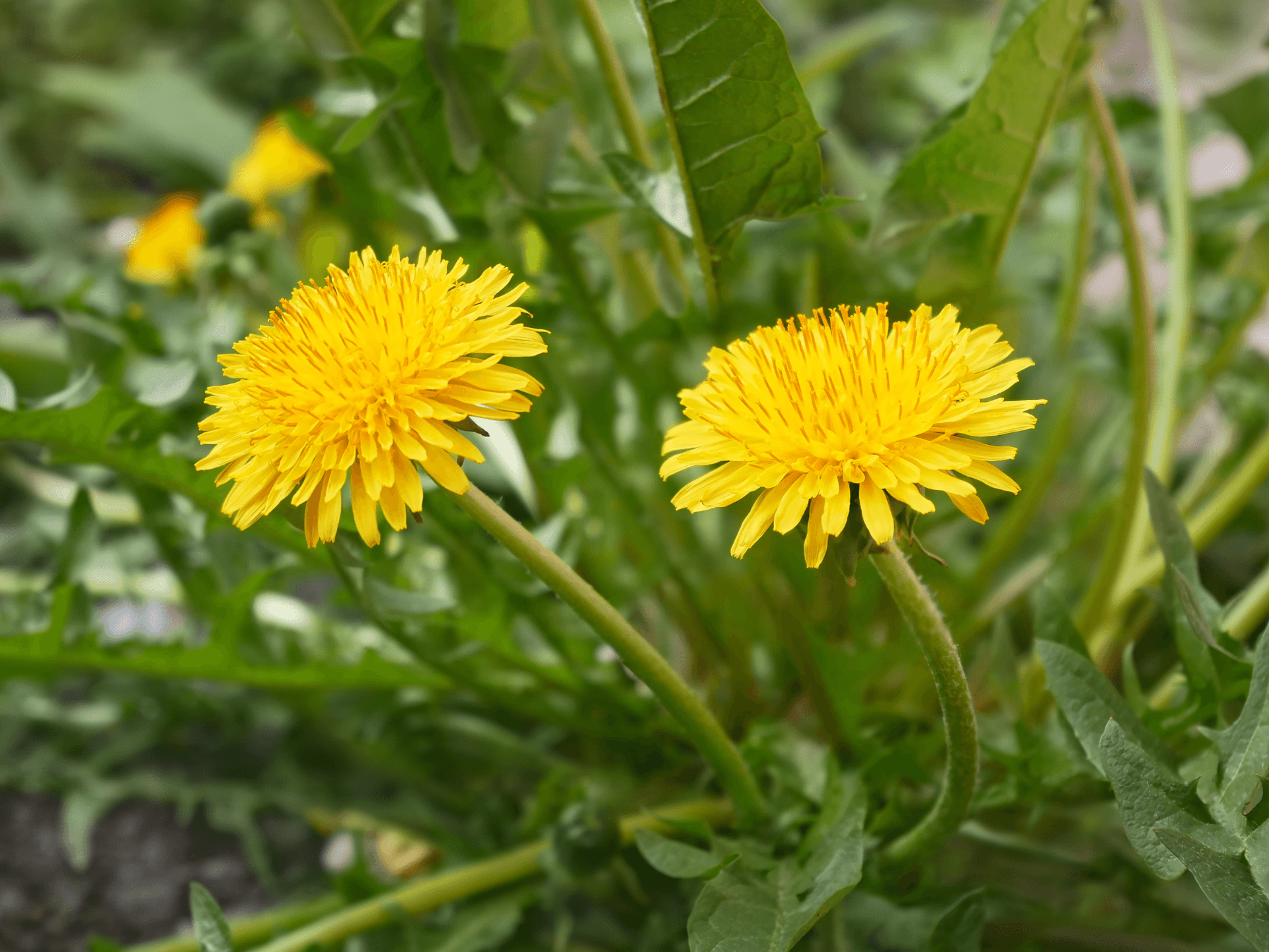 Foto de Dente-de-leão (Taraxacum officinale)