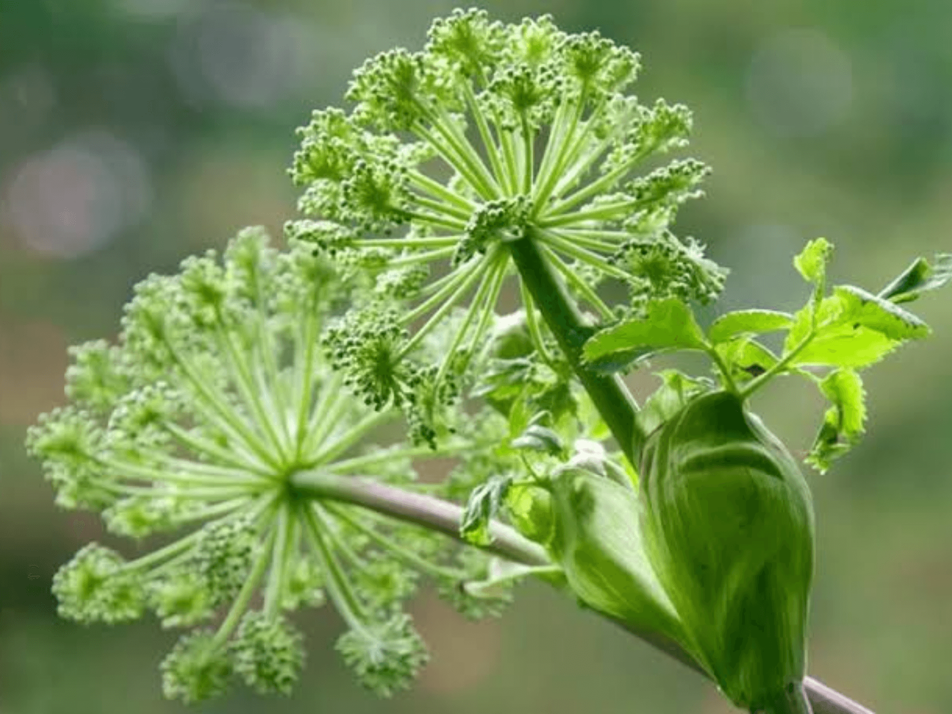 Foto de Dong quai (Angelica sinensis)