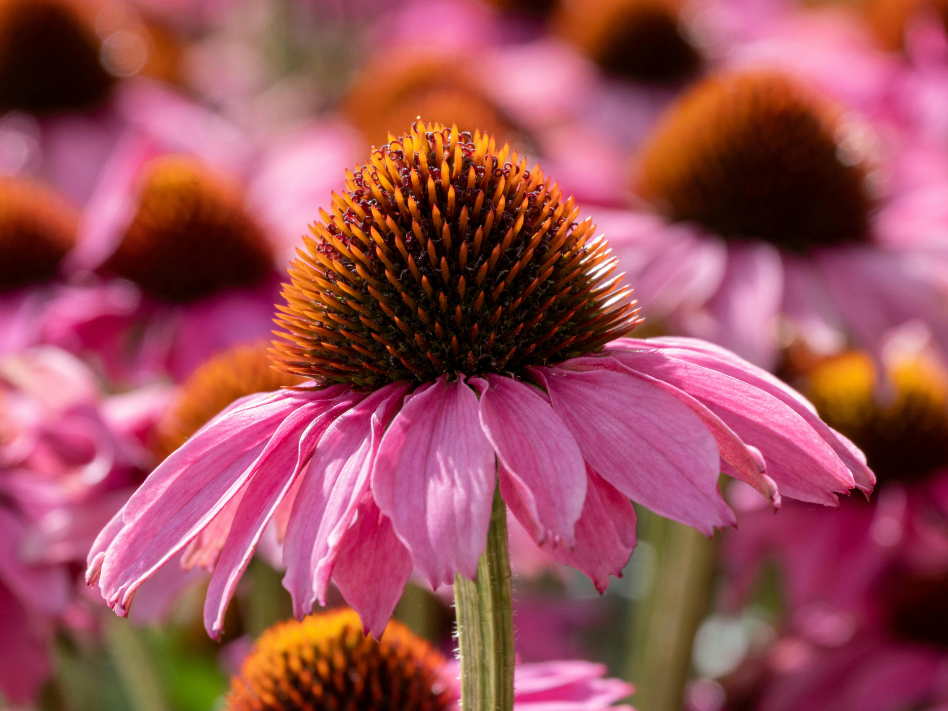Foto de Equinácea (Echinacea purpurea)