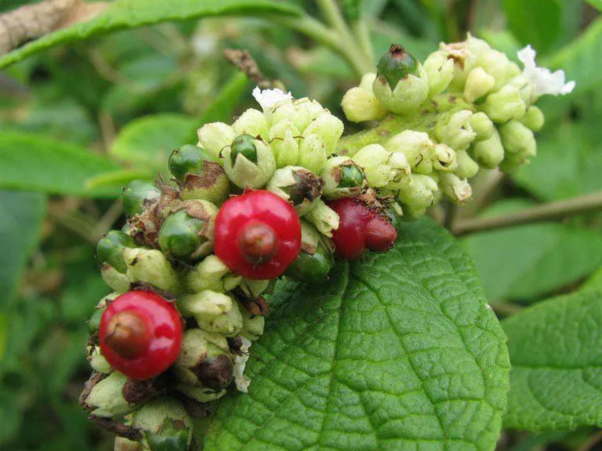 Foto de Erva-baleeira (Cordia verbenacea)