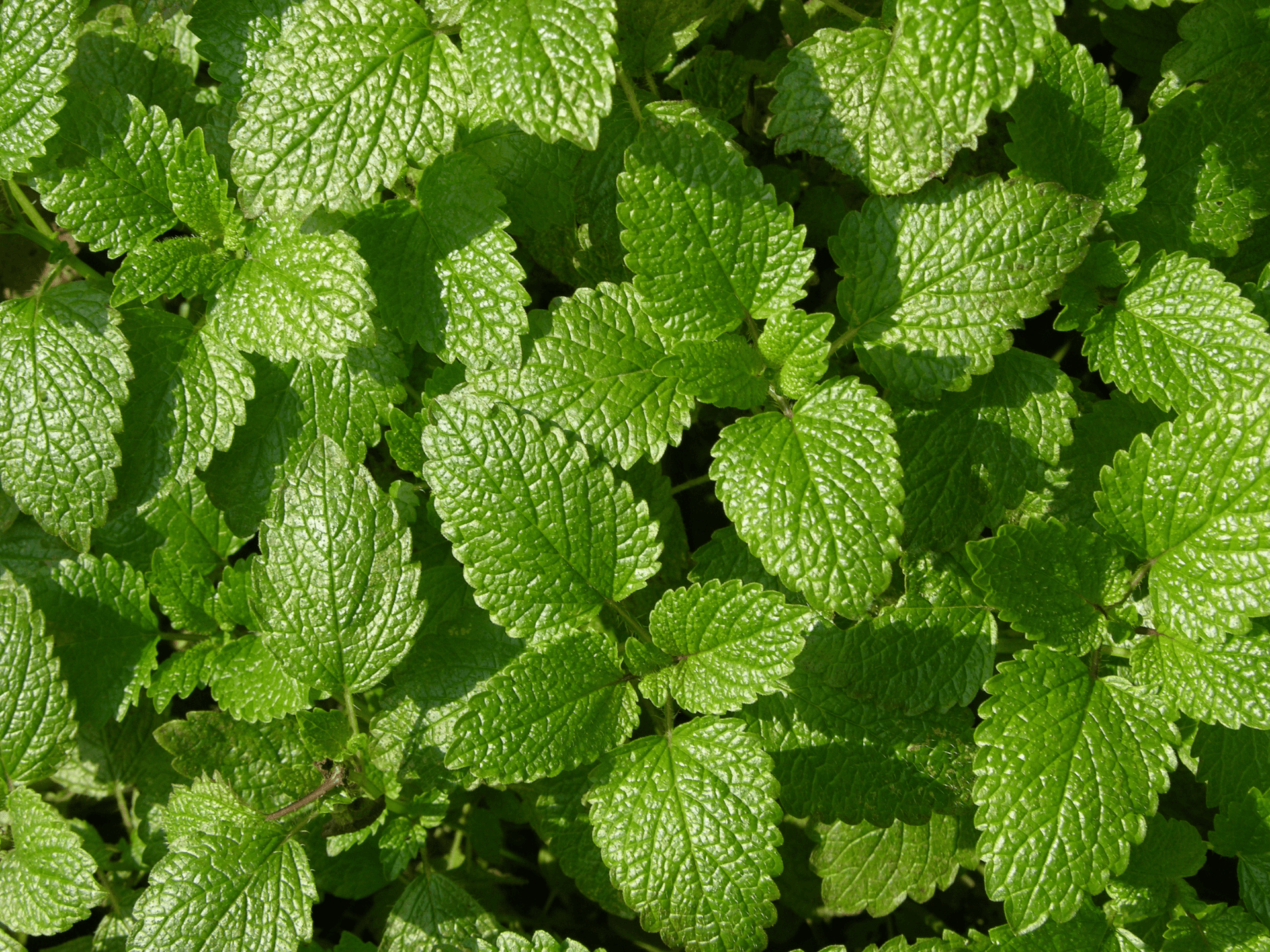 Foto de Erva-cidreira (Melissa officinalis)