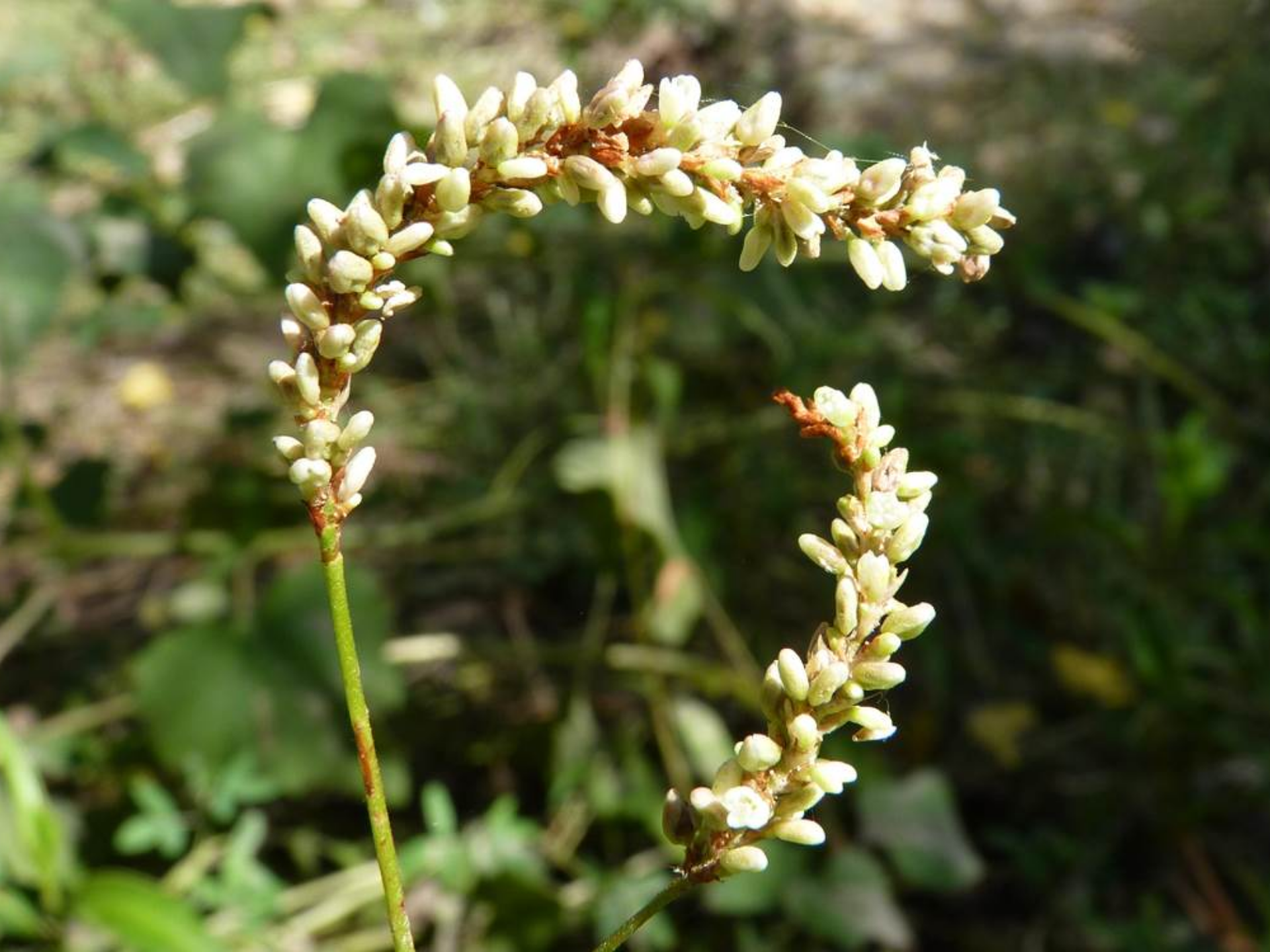 Foto de Erva-de-bicho (Polygonum punctatum)