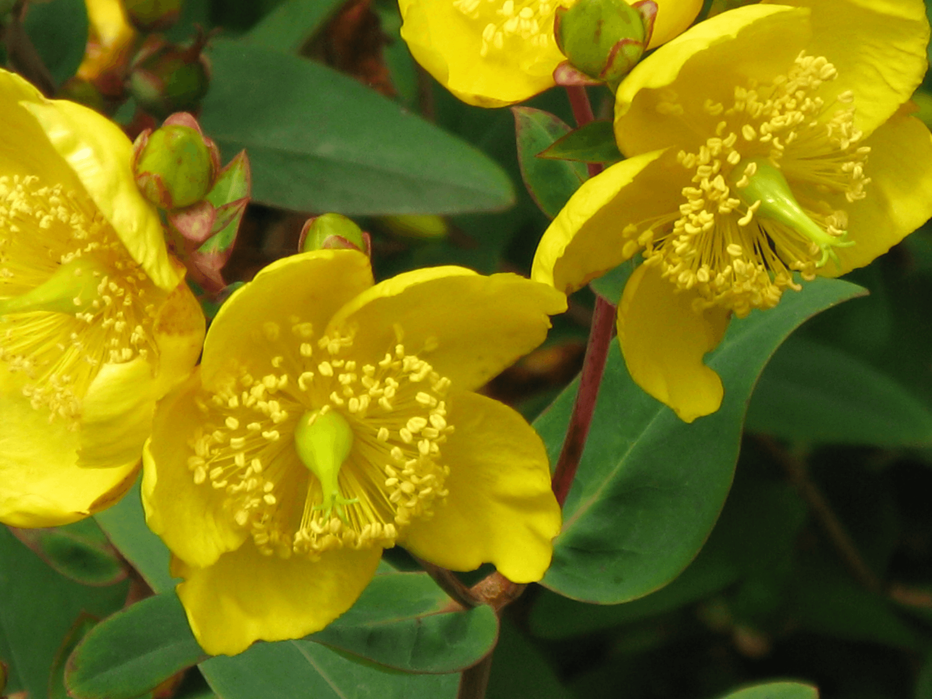 Foto de Erva-de-são-joão (Hypericum perforatum)