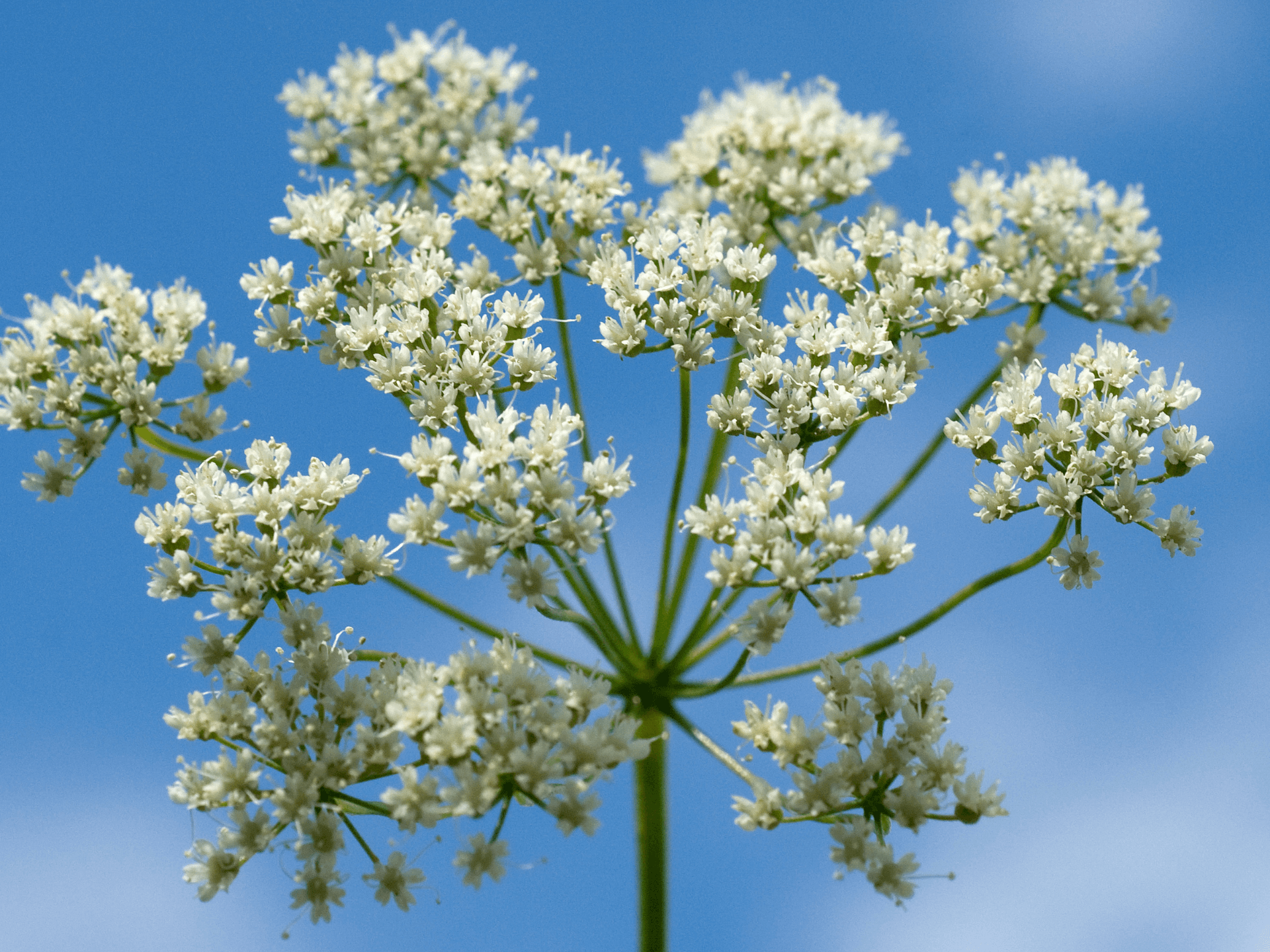 Foto de Erva-doce (Pimpinella anisum)