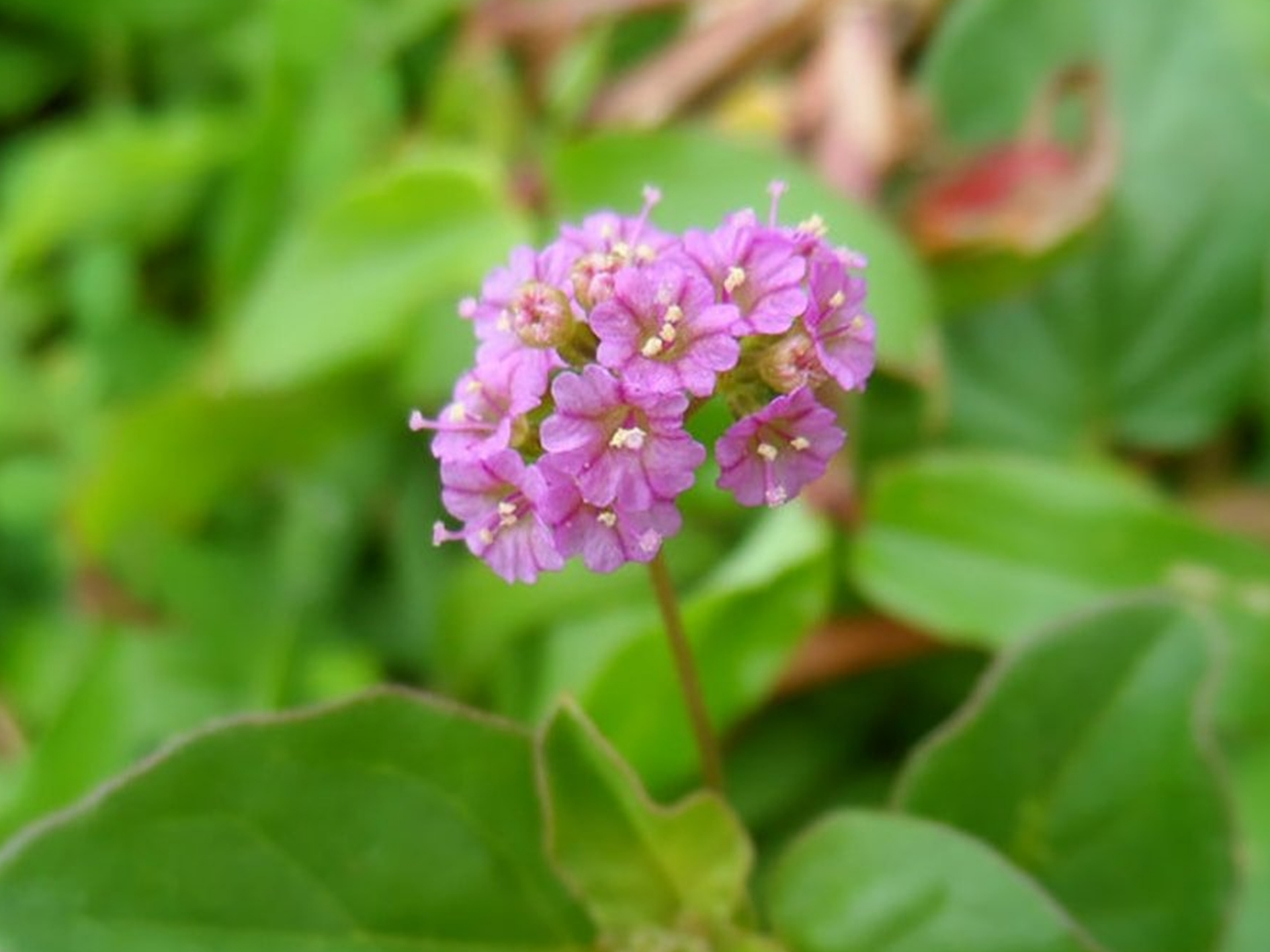 Foto de Erva-tostão (Boerhavia diffusa)
