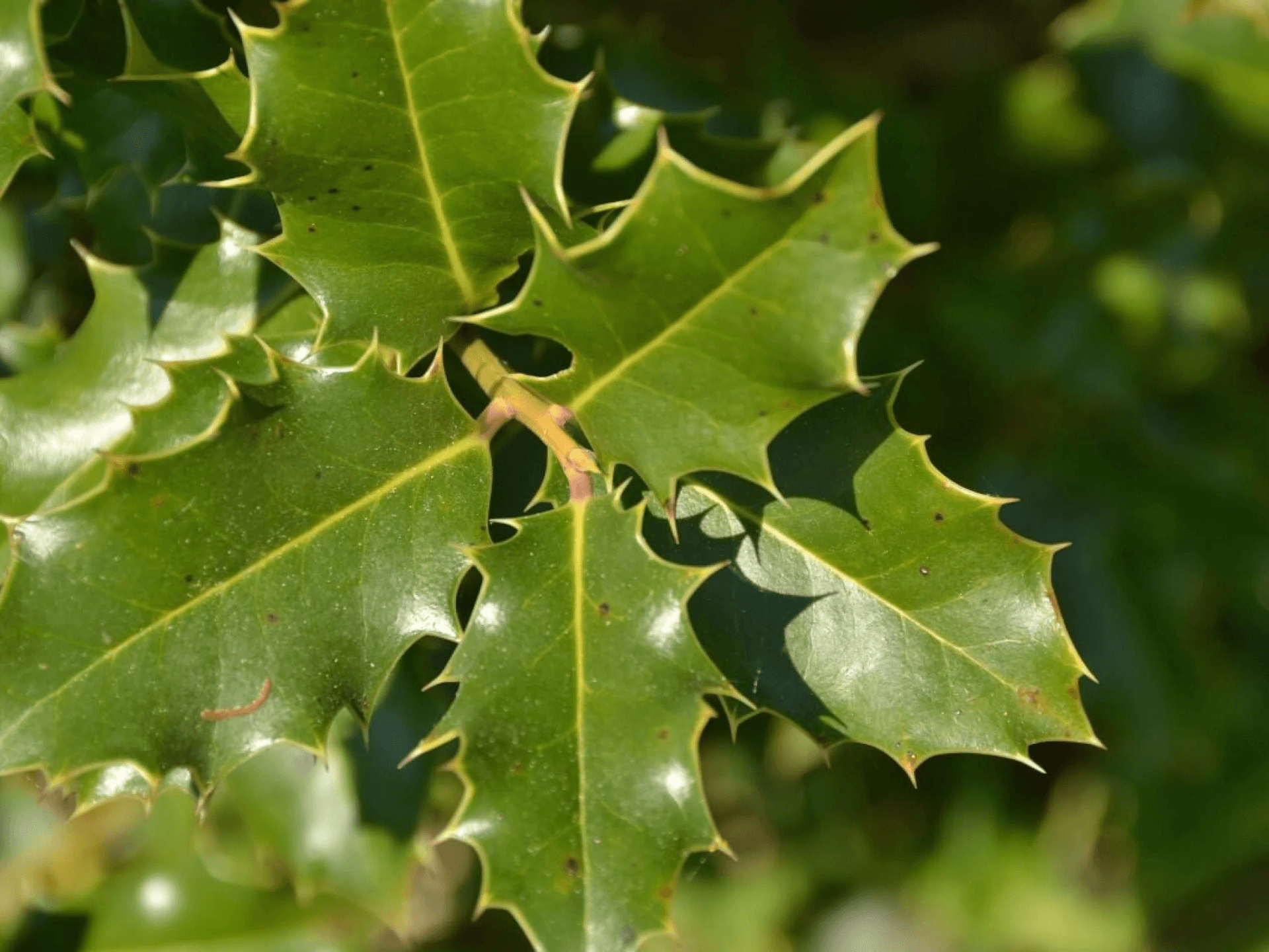 Foto de Espinheira-santa (Maytenus ilicifolia)