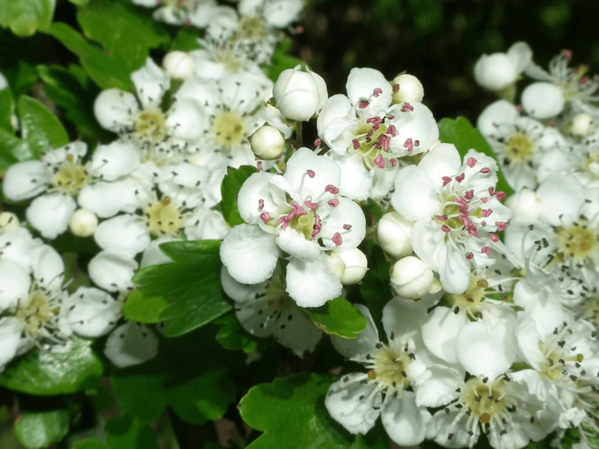 Foto de Espinheiro (Crataegus monogyna)
