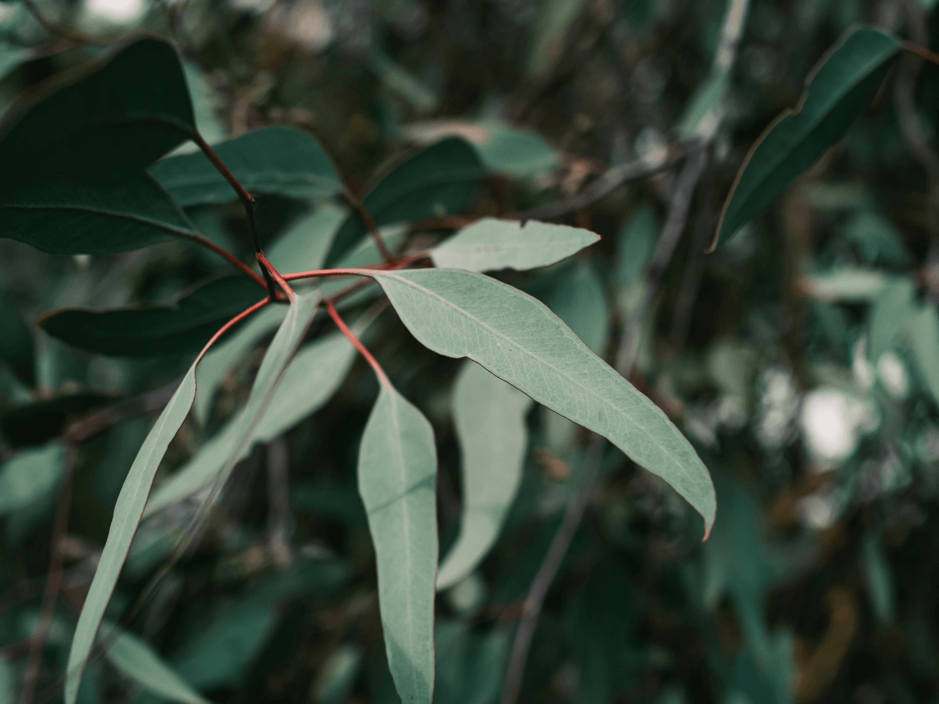 Foto de Eucalipto (Eucalyptus globulus)