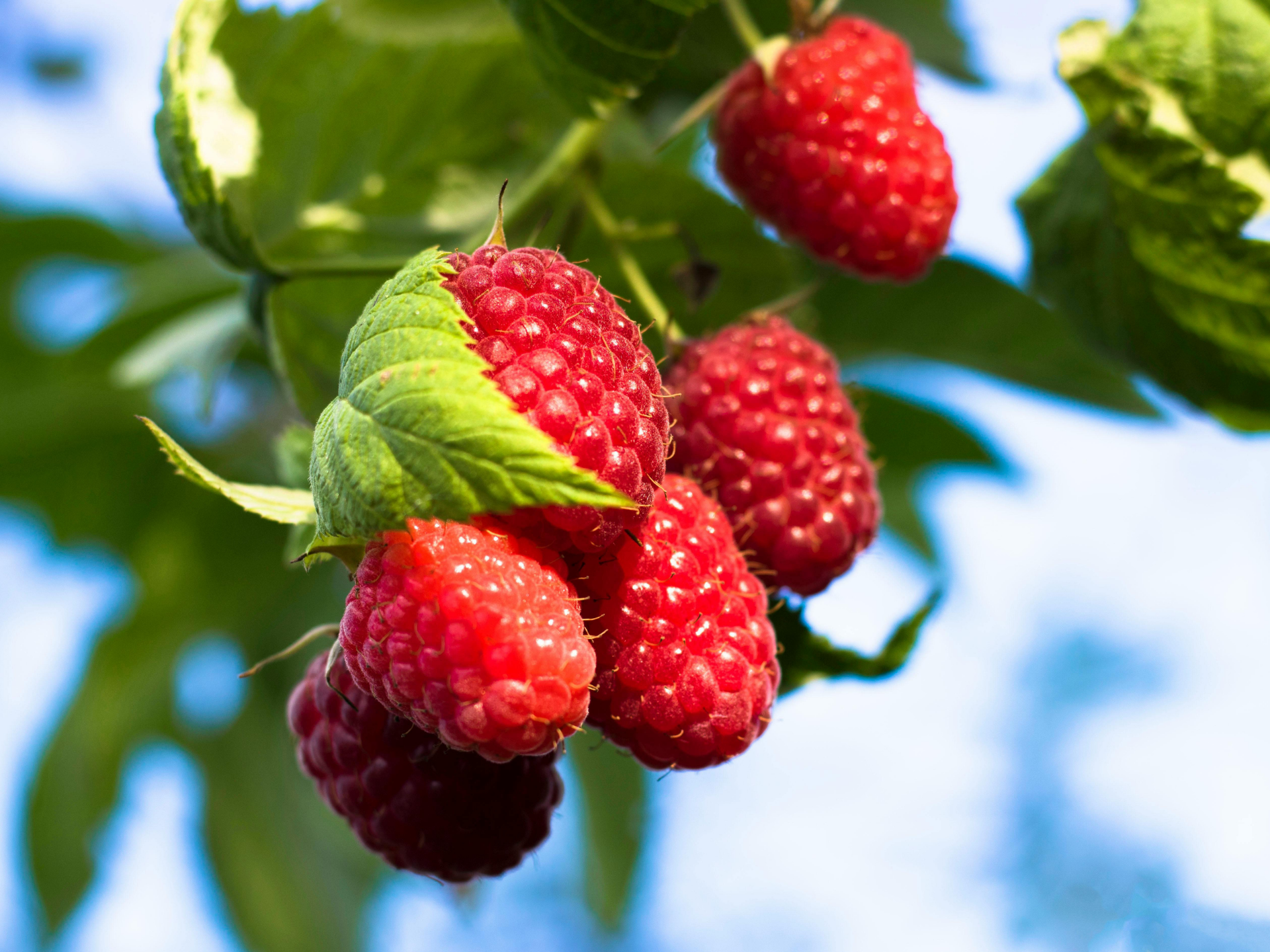 Foto de Framboesa (Rubus idaeus)