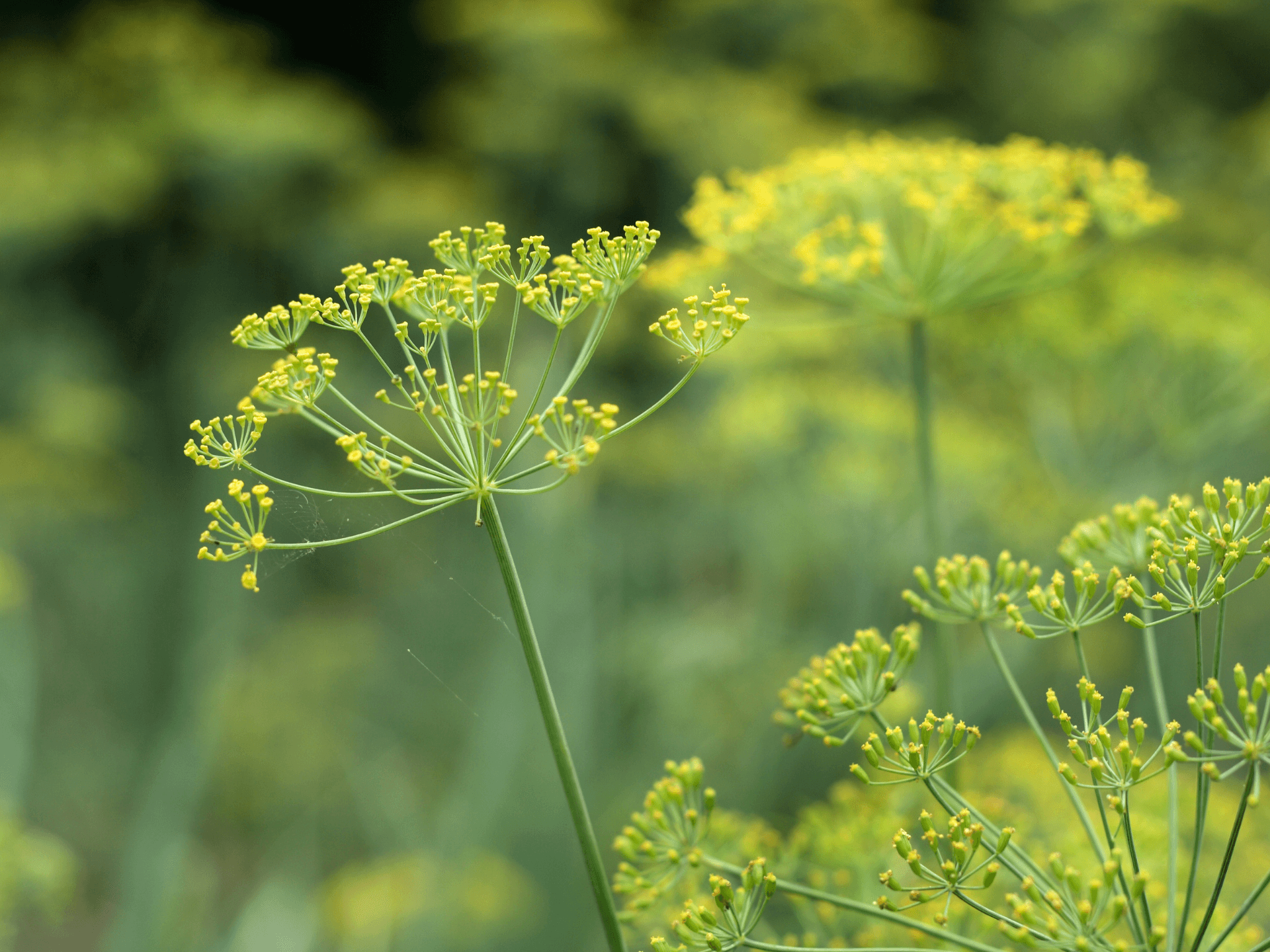 Foto de Funcho (Foeniculum vulgare)