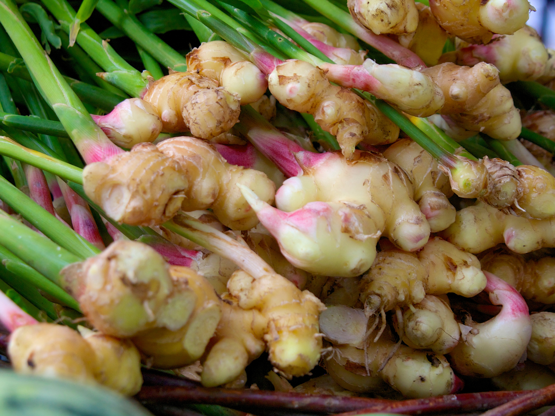 Foto de Gengibre (Zingiber officinale)