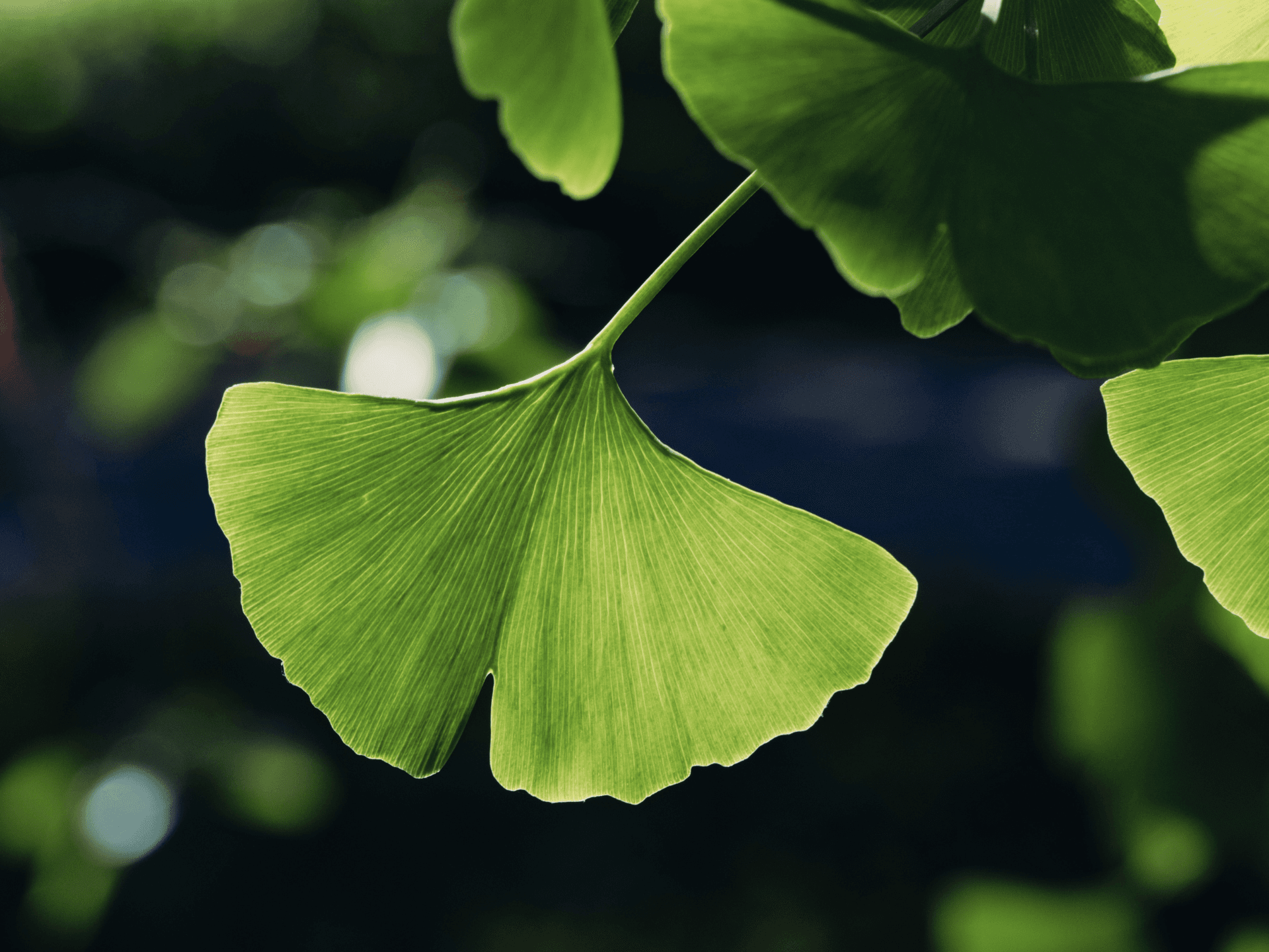 Foto de Ginkgo biloba (Ginkgo biloba)