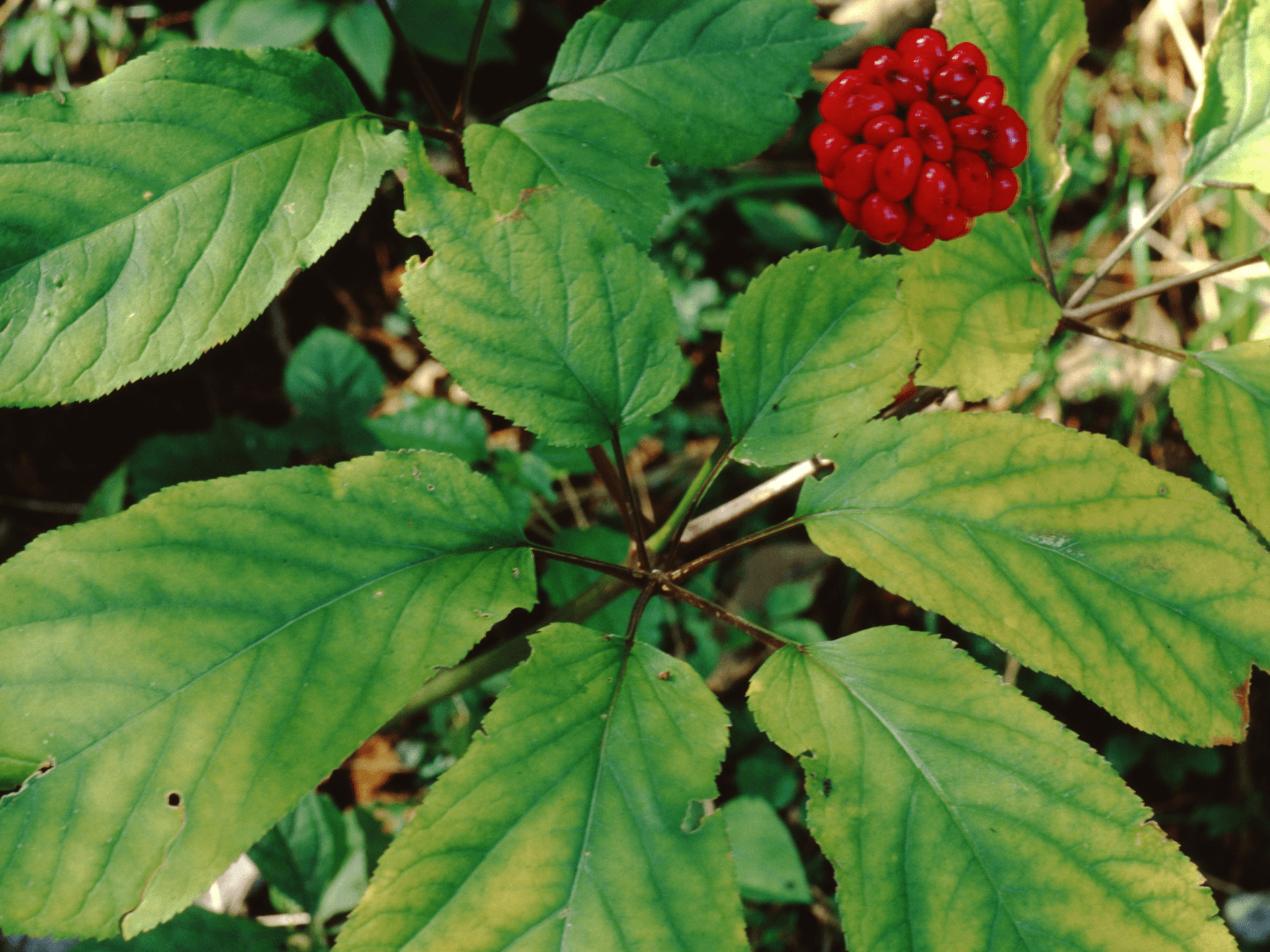 Foto de Ginseng (Panax ginseng)